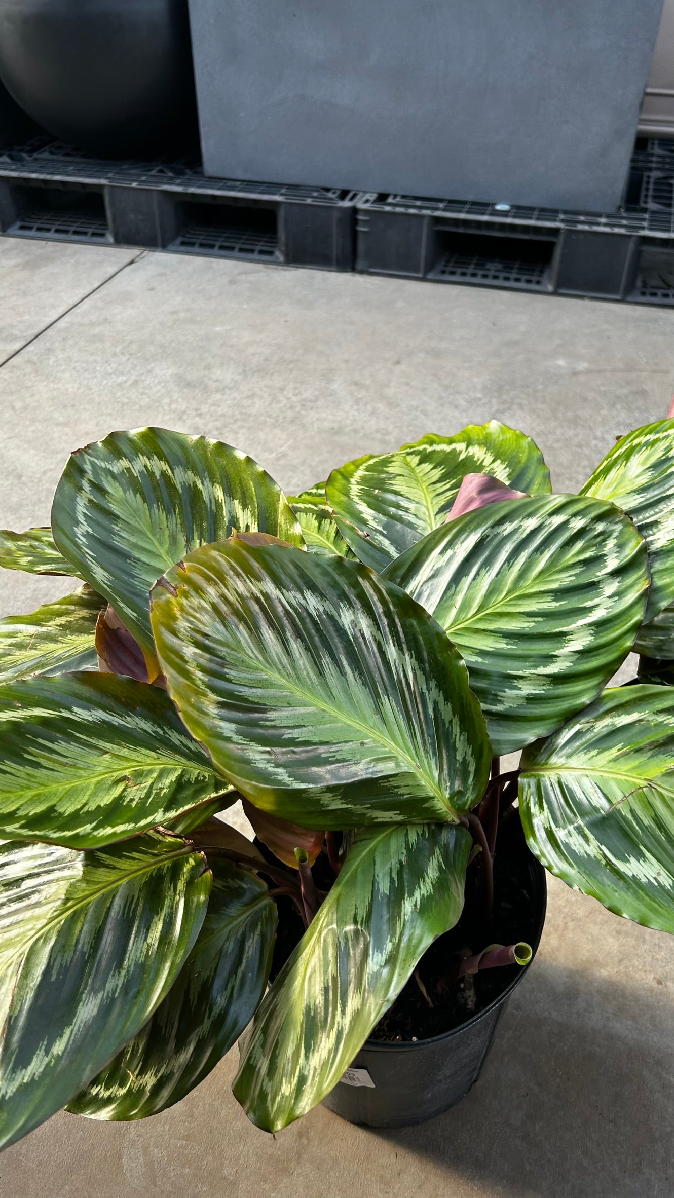 Medallion Prayer Plant–Calathea 'Medallion'–Unique Leaf Patterns  10" Pot