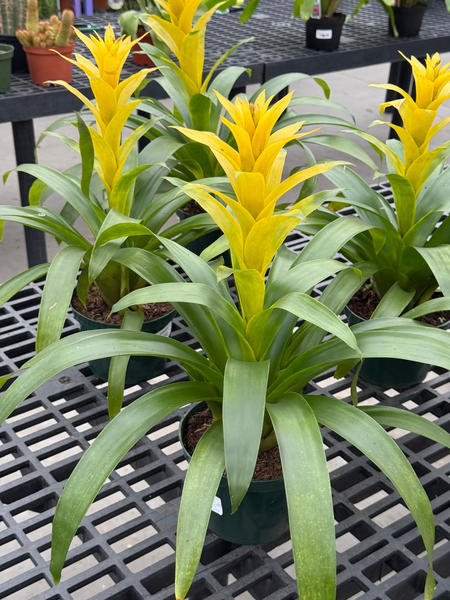 RedCrocus Bromeliad Vriesea Assorted Indoor Plant, Vibrant Foliage, Attracts Pollinators, Pet-Friendly, Easy Care for Decor & Garden 6" Pot