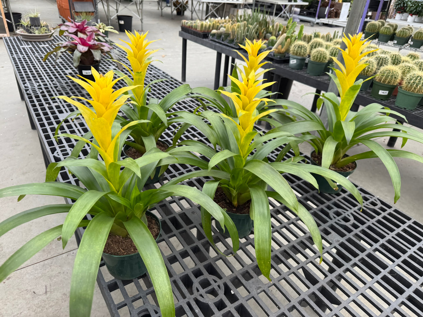 RedCrocus Bromeliad Vriesea Assorted Indoor Plant, Vibrant Foliage, Attracts Pollinators, Pet-Friendly, Easy Care for Decor & Garden 6" Pot