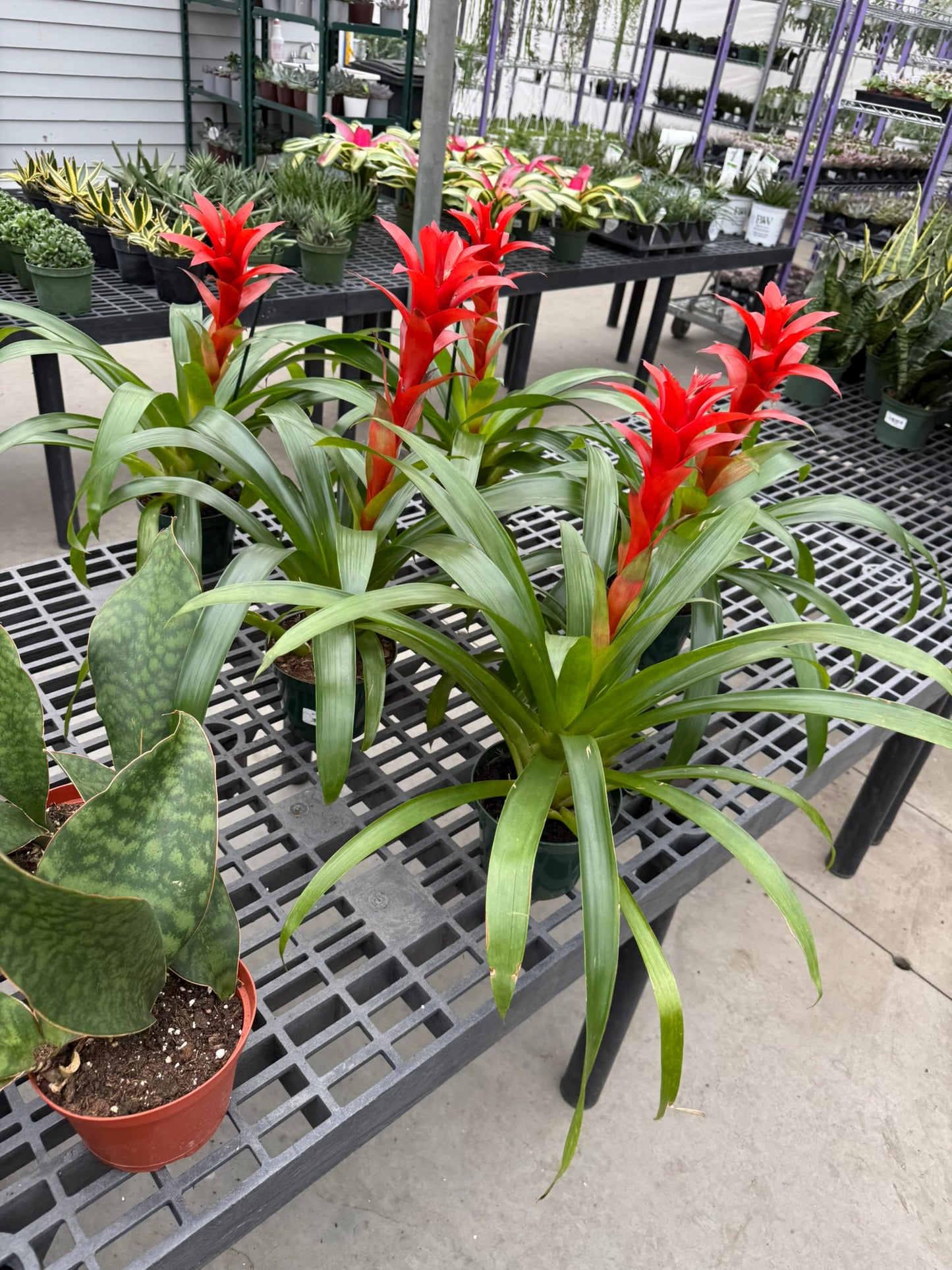 RedCrocus Bromeliad Vriesea Assorted Indoor Plant, Vibrant Foliage, Attracts Pollinators, Pet-Friendly, Easy Care for Decor & Garden 6" Pot