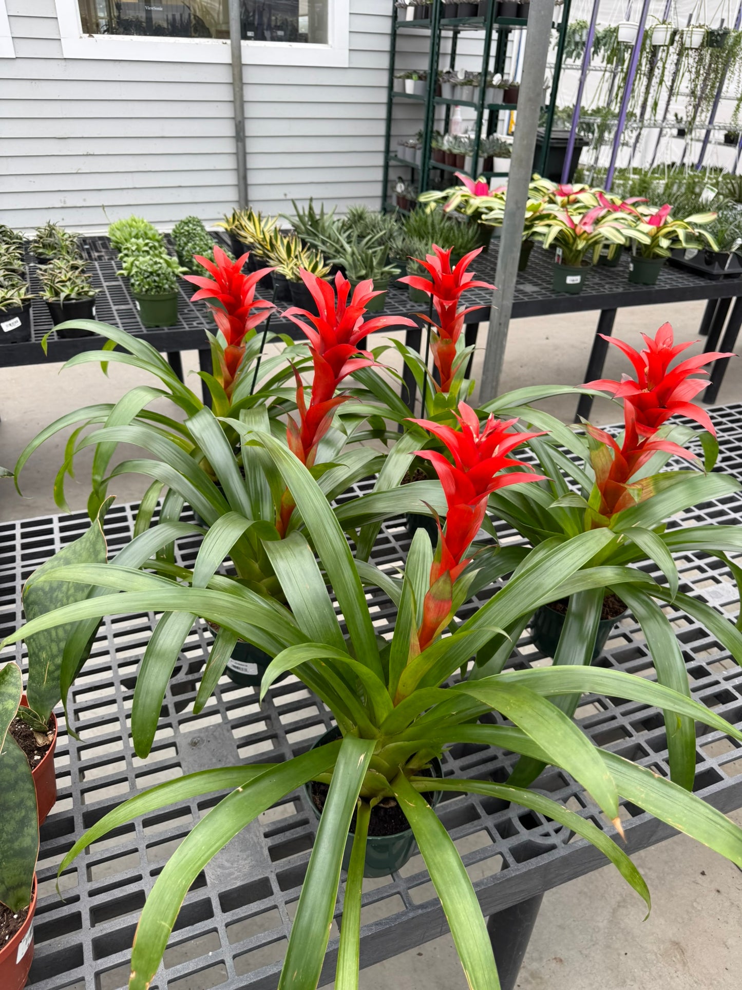 RedCrocus Bromeliad Vriesea Assorted Indoor Plant, Vibrant Foliage, Attracts Pollinators, Pet-Friendly, Easy Care for Decor & Garden 6" Pot