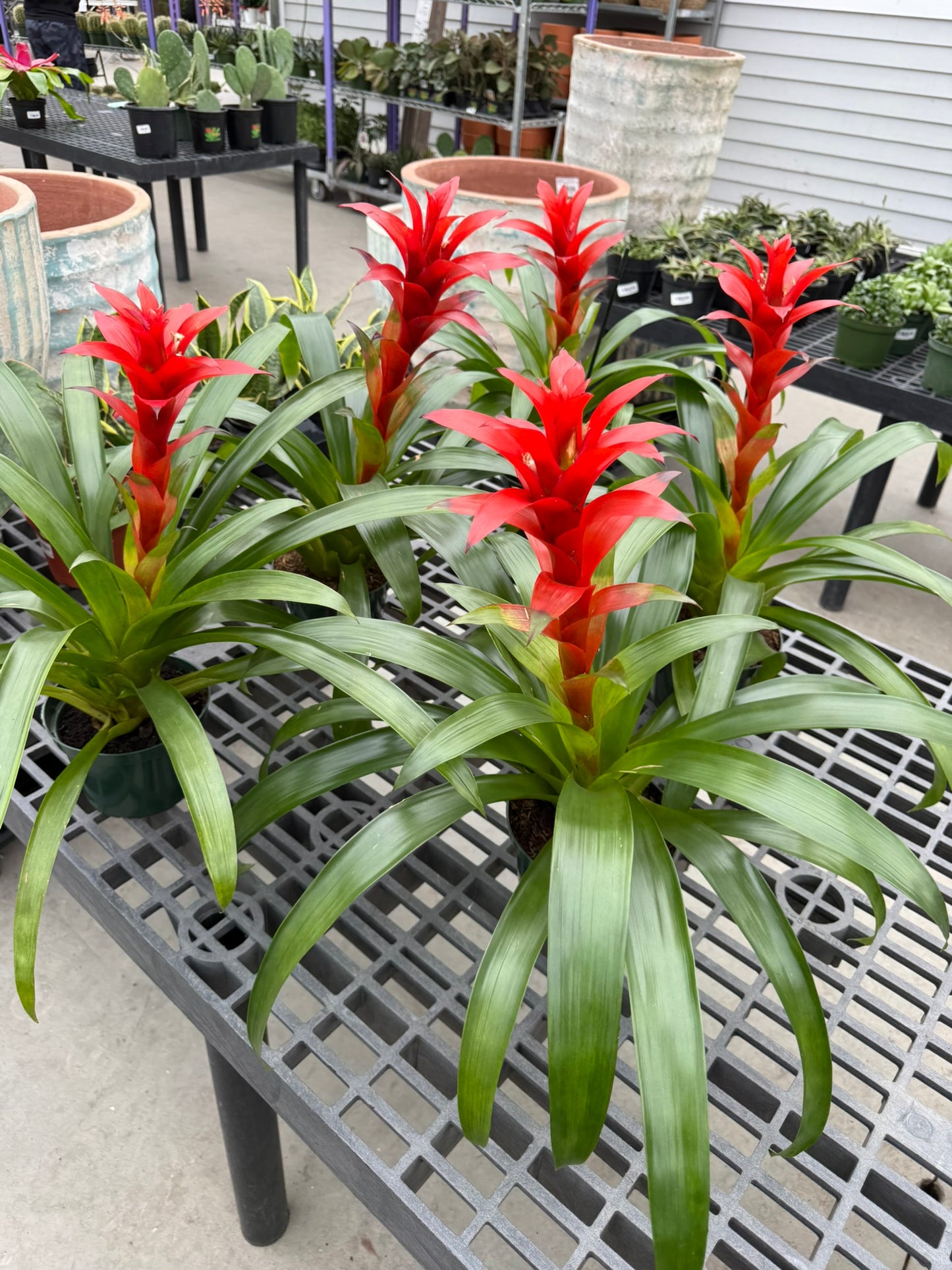 RedCrocus Bromeliad Vriesea Assorted Indoor Plant, Vibrant Foliage, Attracts Pollinators, Pet-Friendly, Easy Care for Decor & Garden 6" Pot