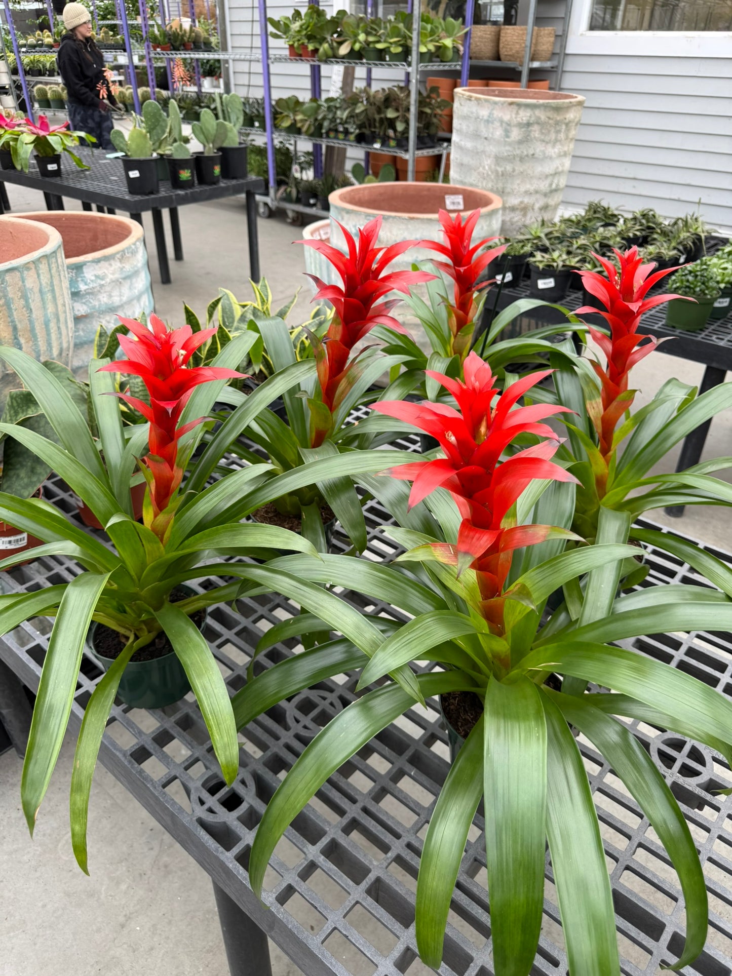 RedCrocus Bromeliad Vriesea Assorted Indoor Plant, Vibrant Foliage, Attracts Pollinators, Pet-Friendly, Easy Care for Decor & Garden 6" Pot