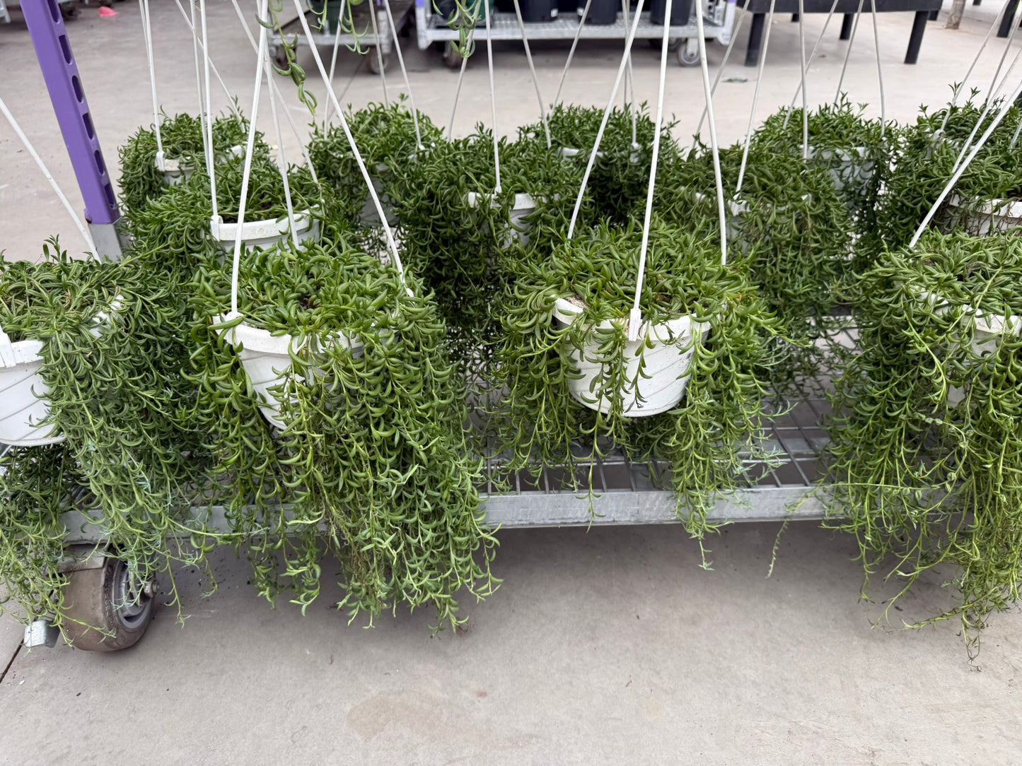 Tropicals Hanging Basket Bundle