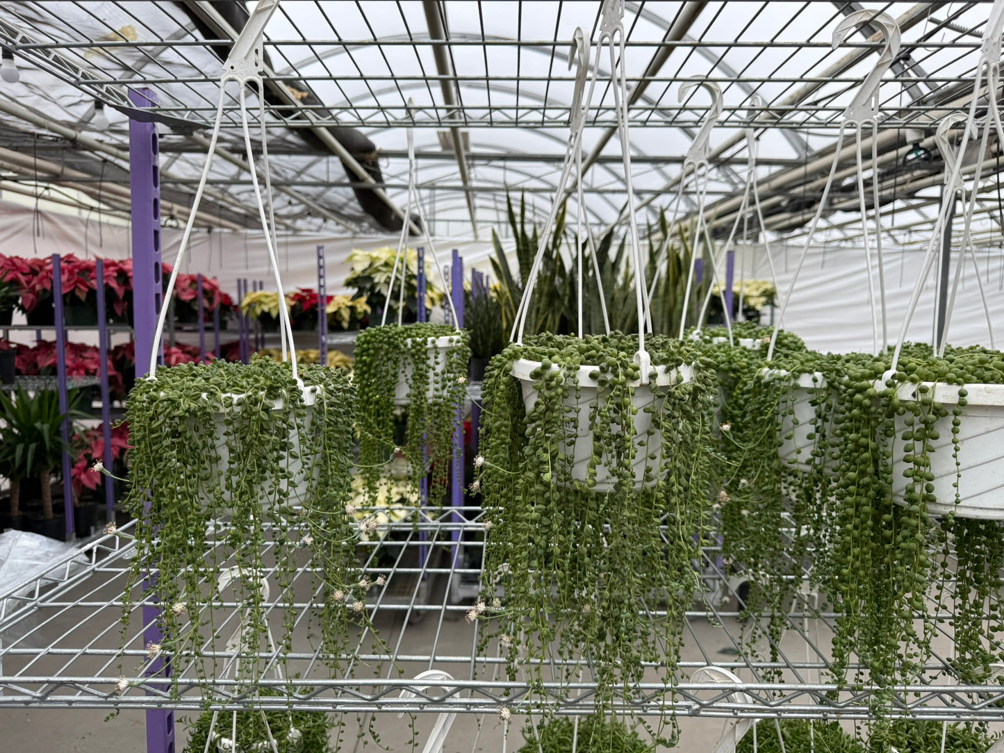 Tropicals Hanging Basket Bundle