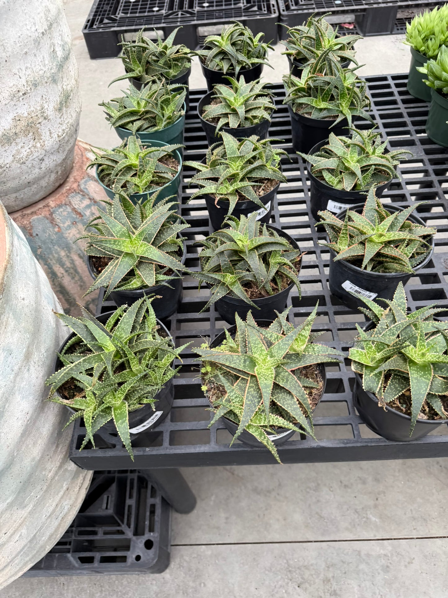 RedCrocus Assorted Haworthia Succulents- Easy-Care Indoor Plant for Windowsills, Cacti & Rock Gardens, Pet-Friendly, Low Maintenance, Green Fleshy Leaves 6" Pot