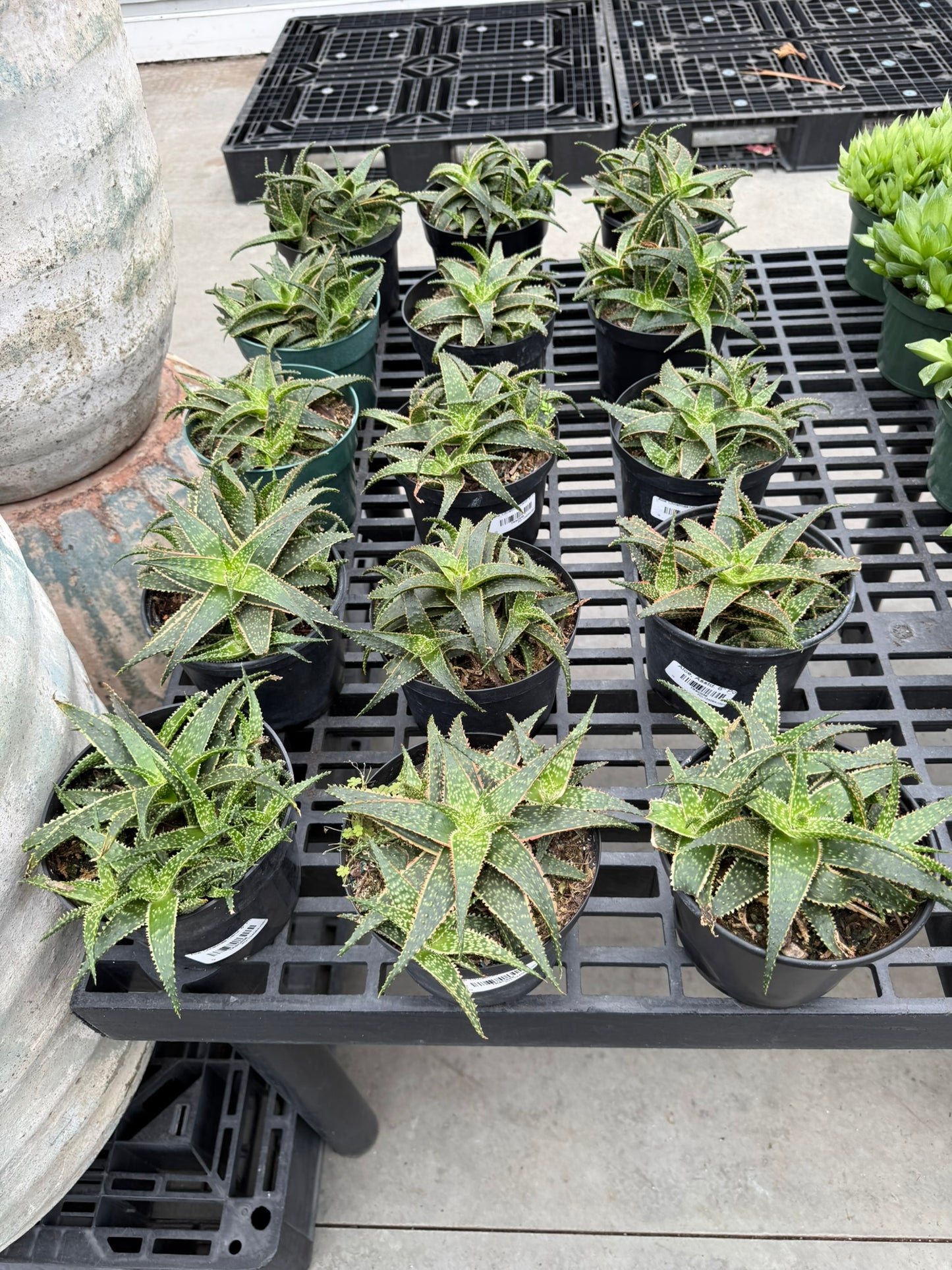 RedCrocus Assorted Haworthia Succulents- Easy-Care Indoor Plant for Windowsills, Cacti & Rock Gardens, Pet-Friendly, Low Maintenance, Green Fleshy Leaves 6" Pot