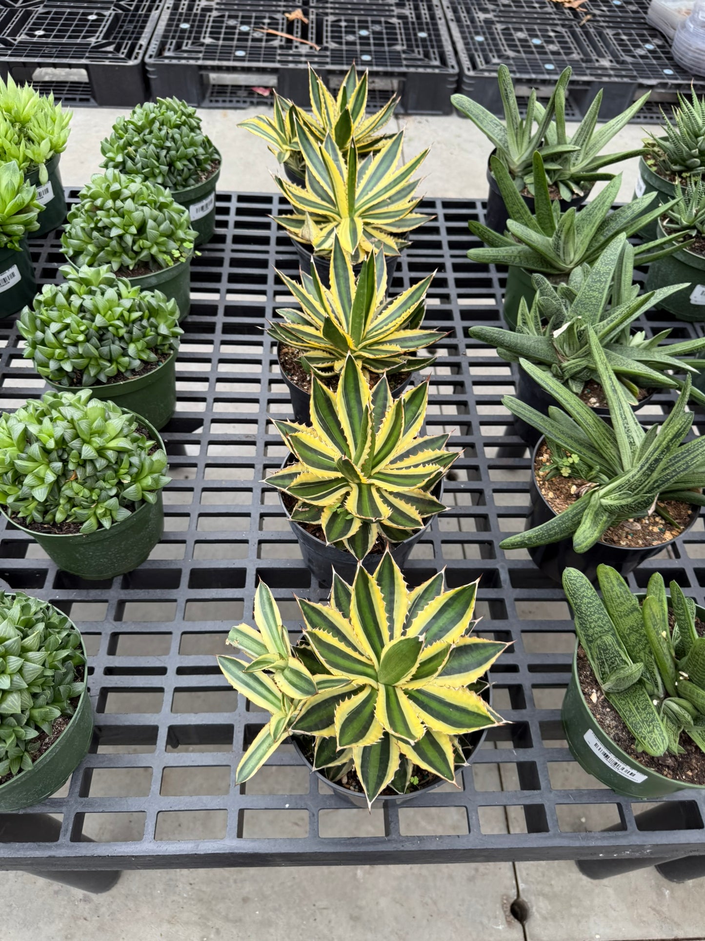 RedCrocus Assorted Haworthia Succulents- Easy-Care Indoor Plant for Windowsills, Cacti & Rock Gardens, Pet-Friendly, Low Maintenance, Green Fleshy Leaves 6" Pot