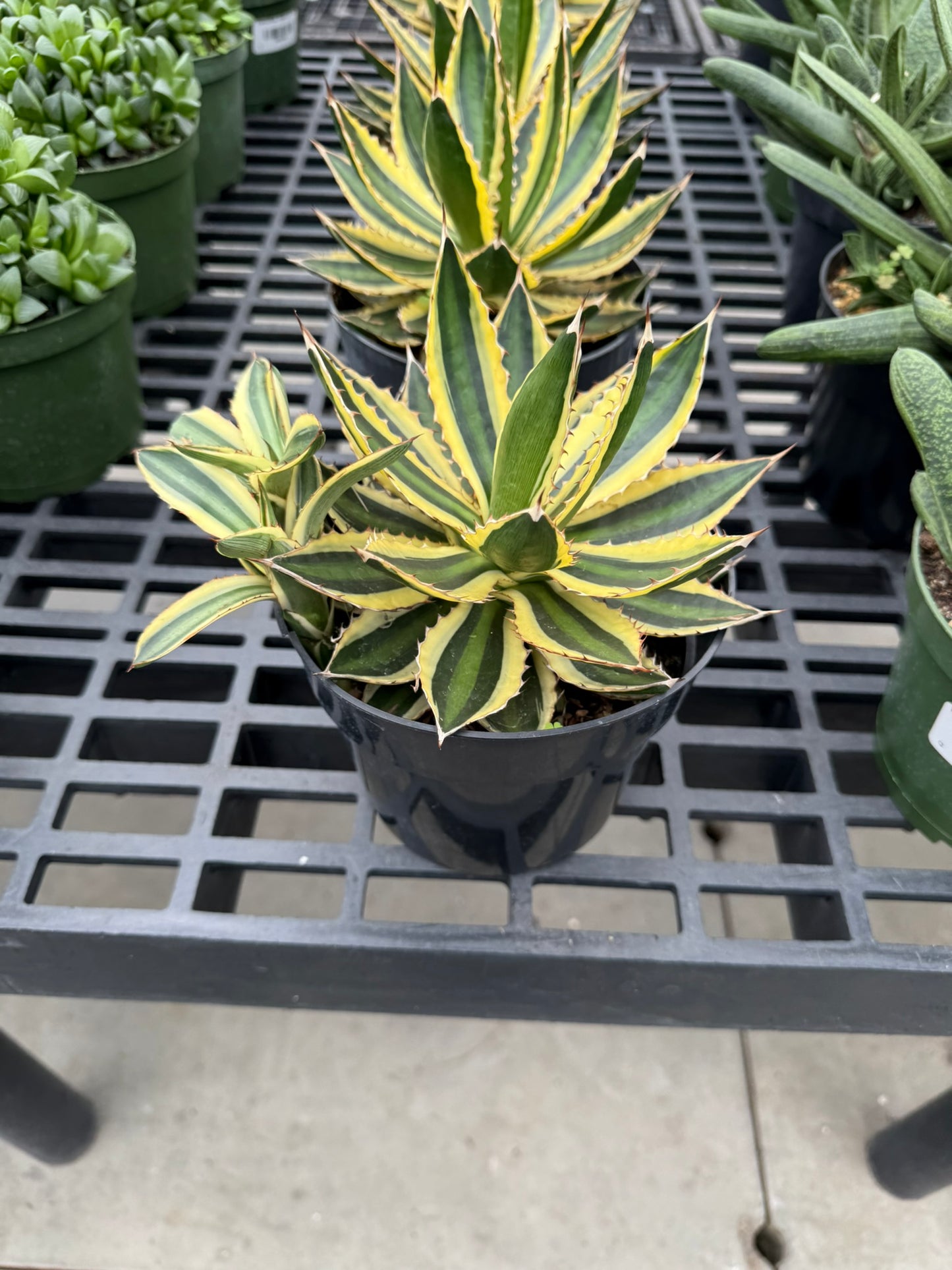 RedCrocus Assorted Haworthia Succulents- Easy-Care Indoor Plant for Windowsills, Cacti & Rock Gardens, Pet-Friendly, Low Maintenance, Green Fleshy Leaves 6" Pot