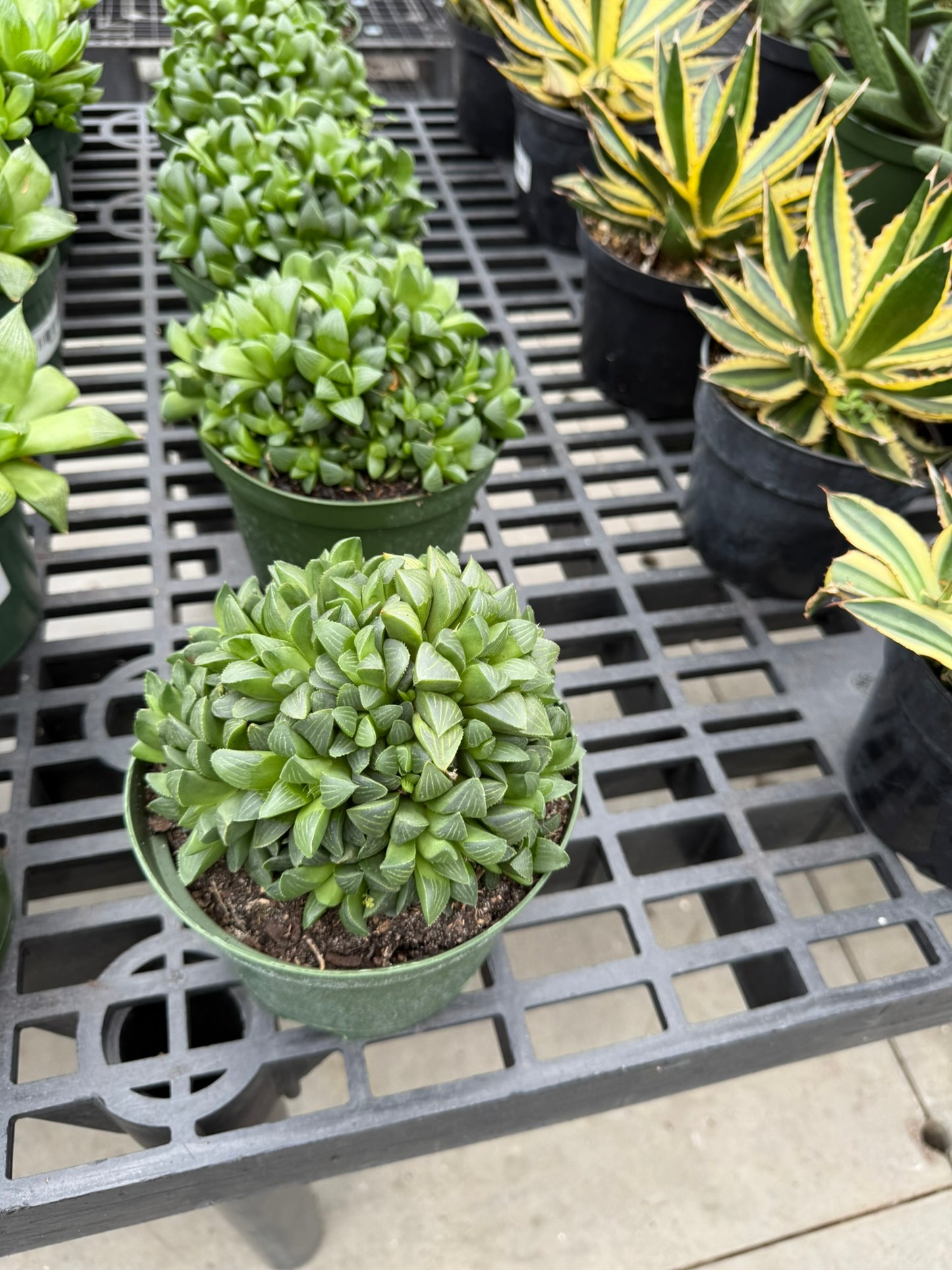 RedCrocus Assorted Haworthia Succulents- Easy-Care Indoor Plant for Windowsills, Cacti & Rock Gardens, Pet-Friendly, Low Maintenance, Green Fleshy Leaves 6" Pot