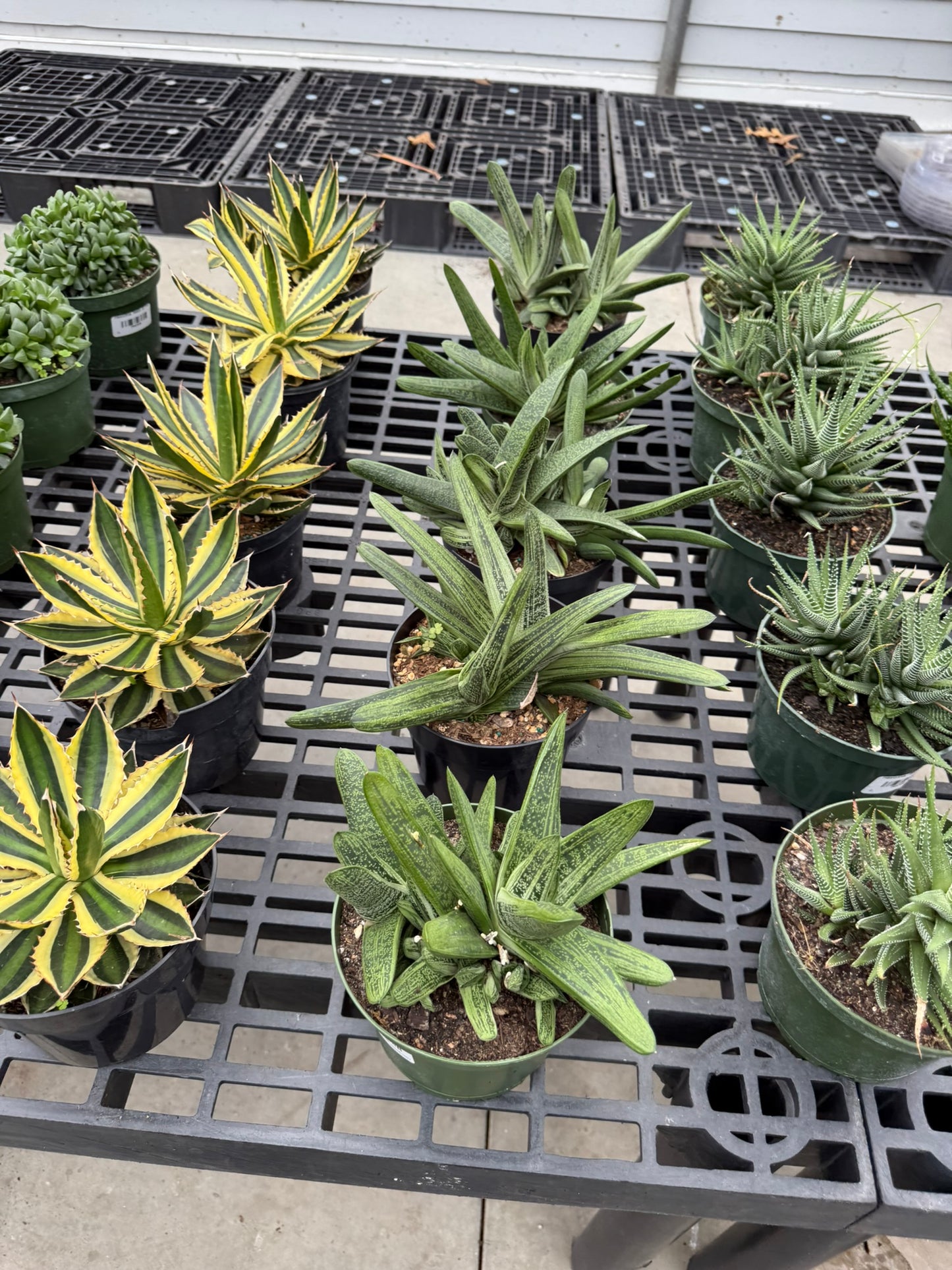RedCrocus Assorted Haworthia Succulents- Easy-Care Indoor Plant for Windowsills, Cacti & Rock Gardens, Pet-Friendly, Low Maintenance, Green Fleshy Leaves 6" Pot