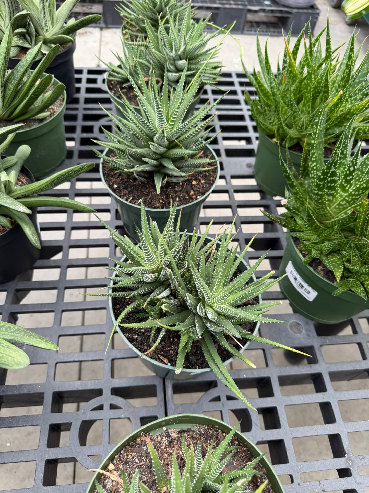 RedCrocus Assorted Haworthia Succulents- Easy-Care Indoor Plant for Windowsills, Cacti & Rock Gardens, Pet-Friendly, Low Maintenance, Green Fleshy Leaves 6" Pot