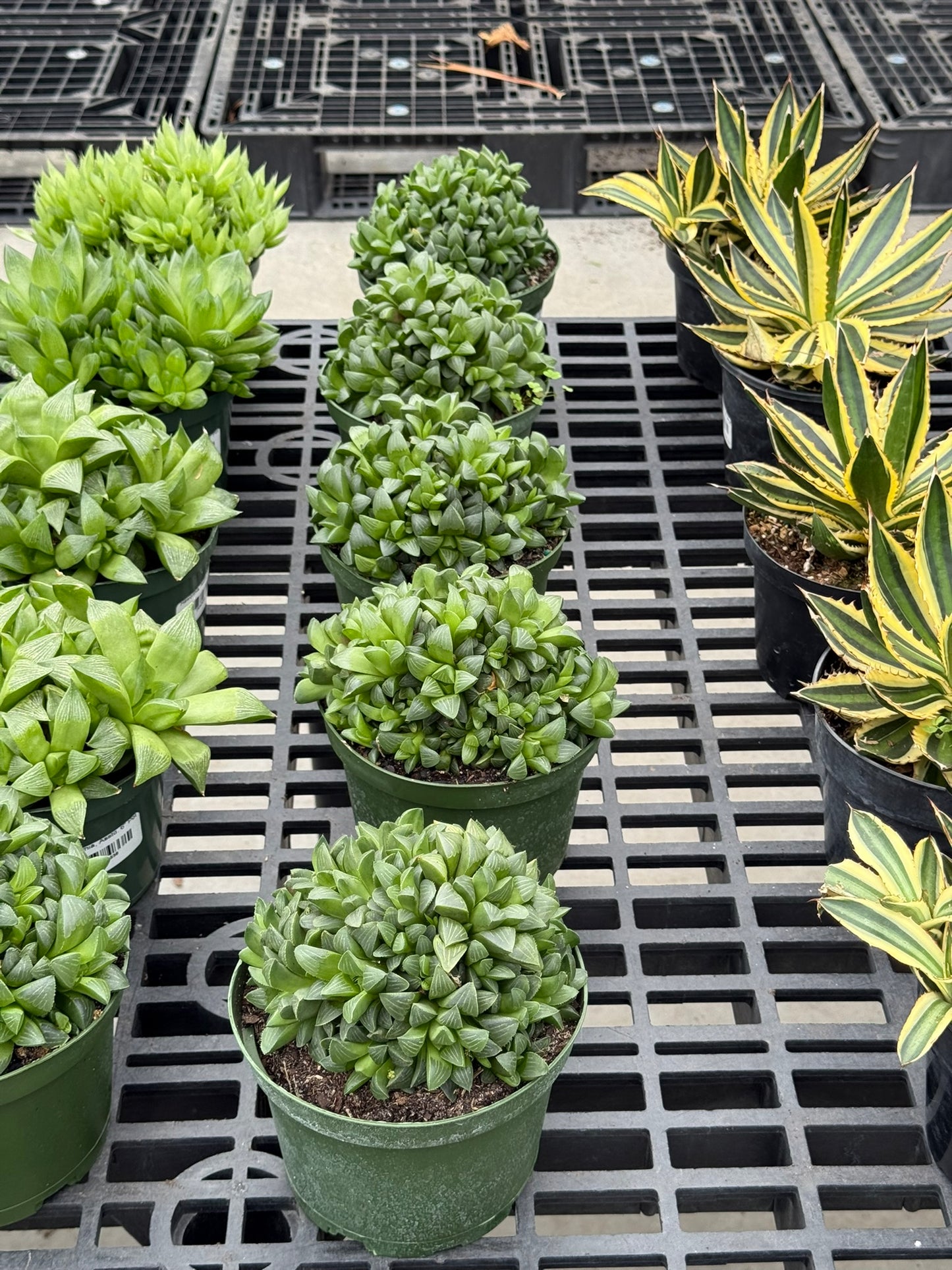 RedCrocus Assorted Haworthia Succulents- Easy-Care Indoor Plant for Windowsills, Cacti & Rock Gardens, Pet-Friendly, Low Maintenance, Green Fleshy Leaves 6" Pot
