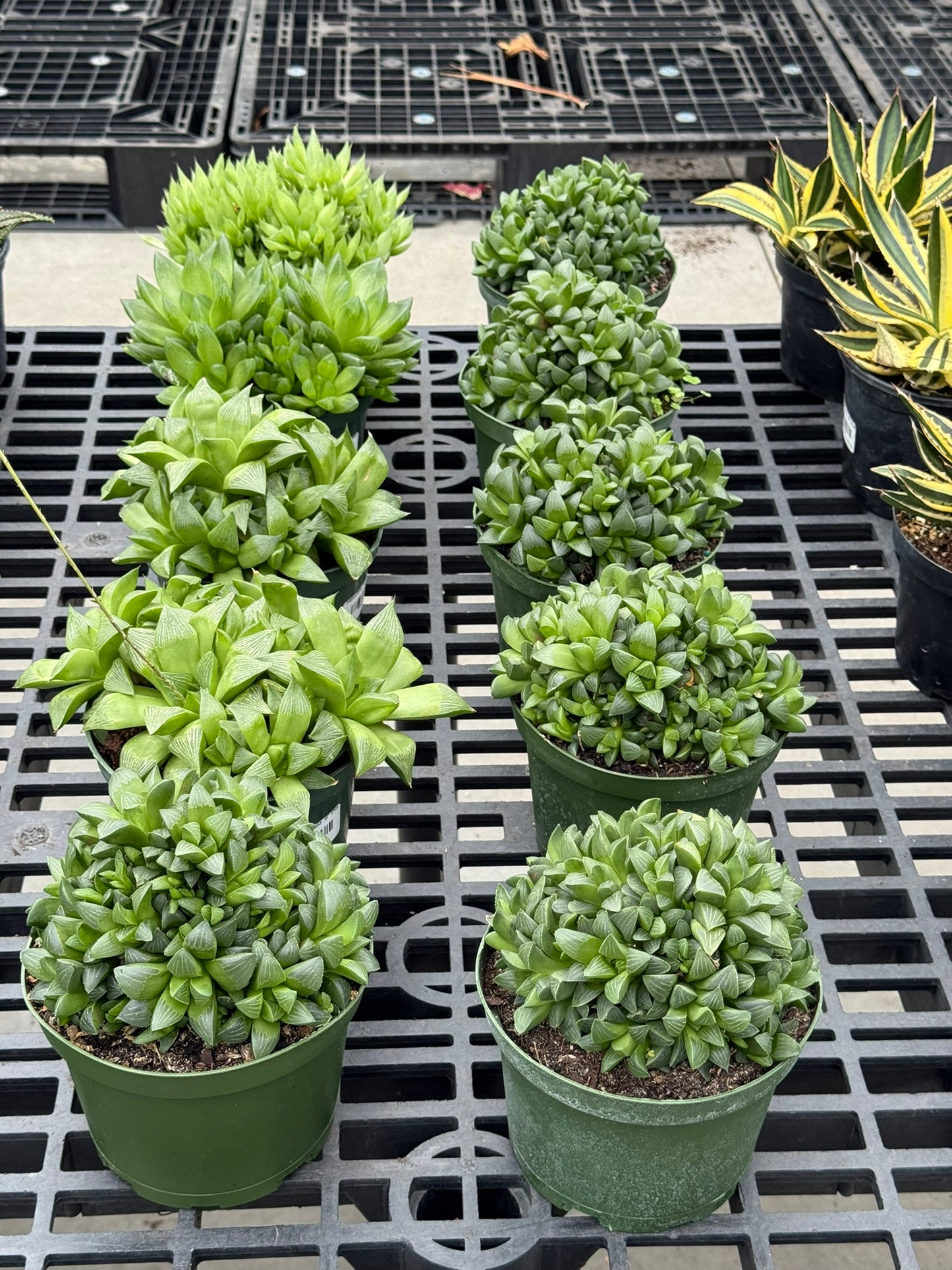 RedCrocus Assorted Haworthia Succulents- Easy-Care Indoor Plant for Windowsills, Cacti & Rock Gardens, Pet-Friendly, Low Maintenance, Green Fleshy Leaves 6" Pot
