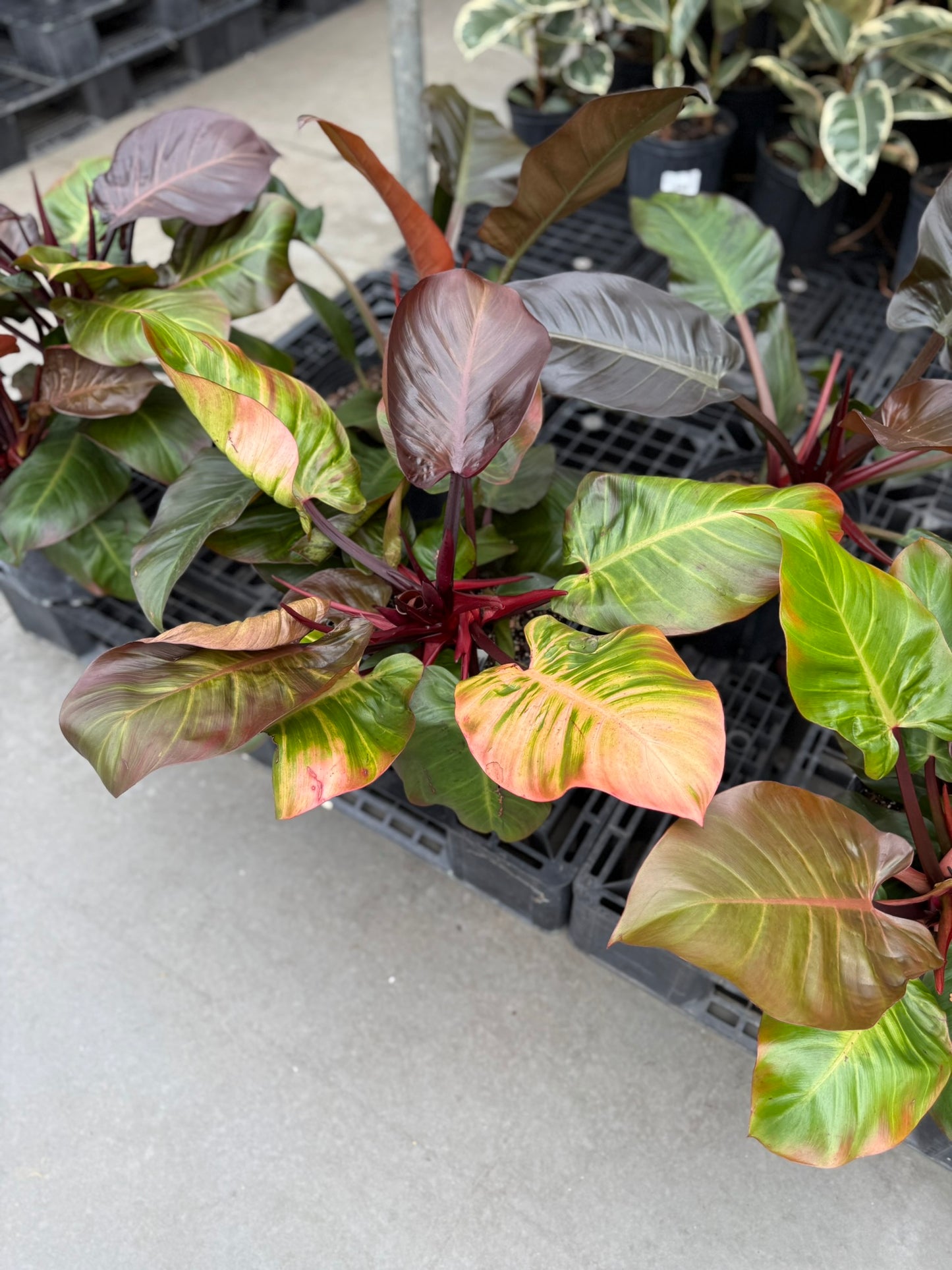 Philodendron Large Plant Bundle