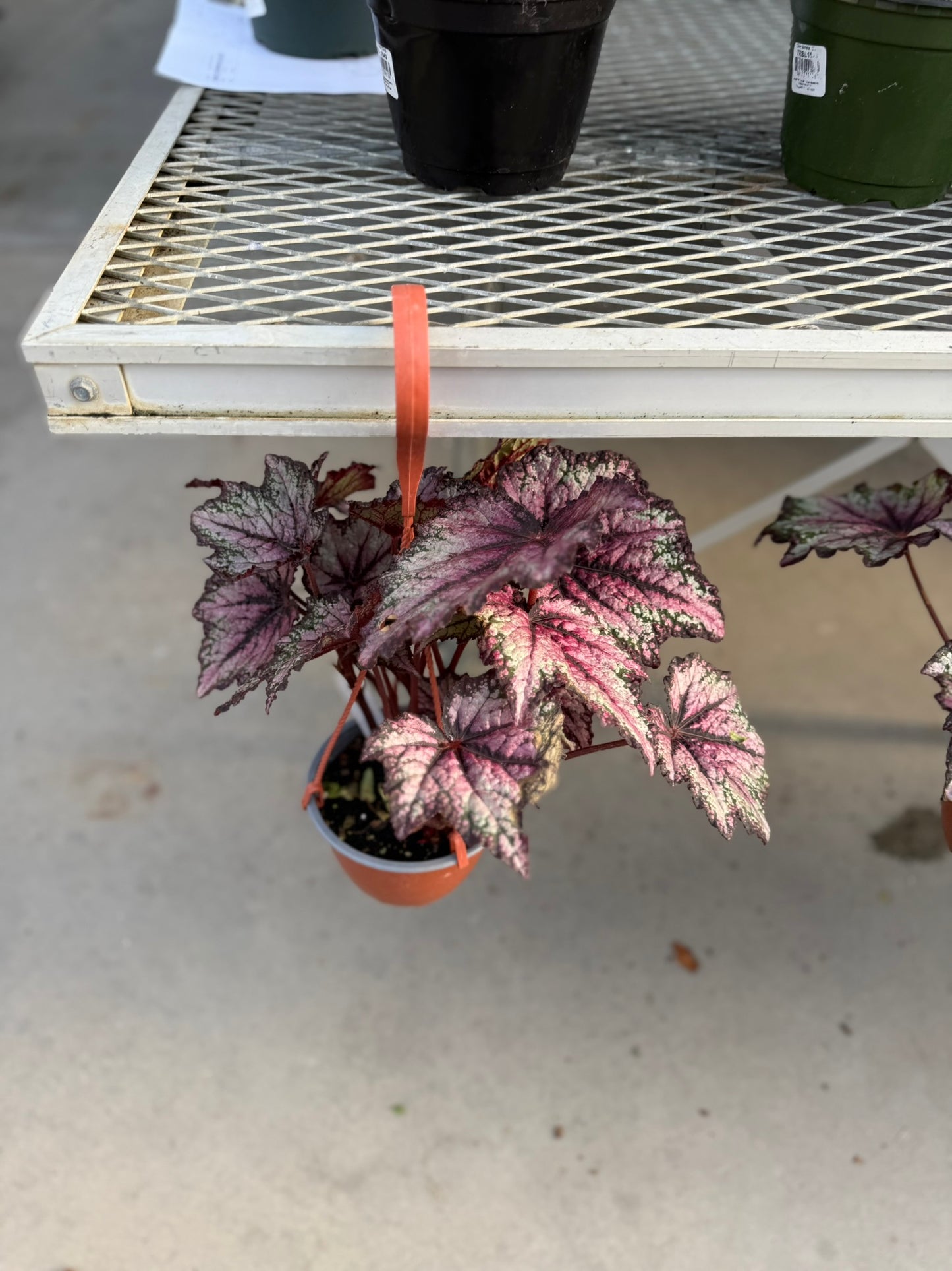 Tropicals Hanging Basket Bundle
