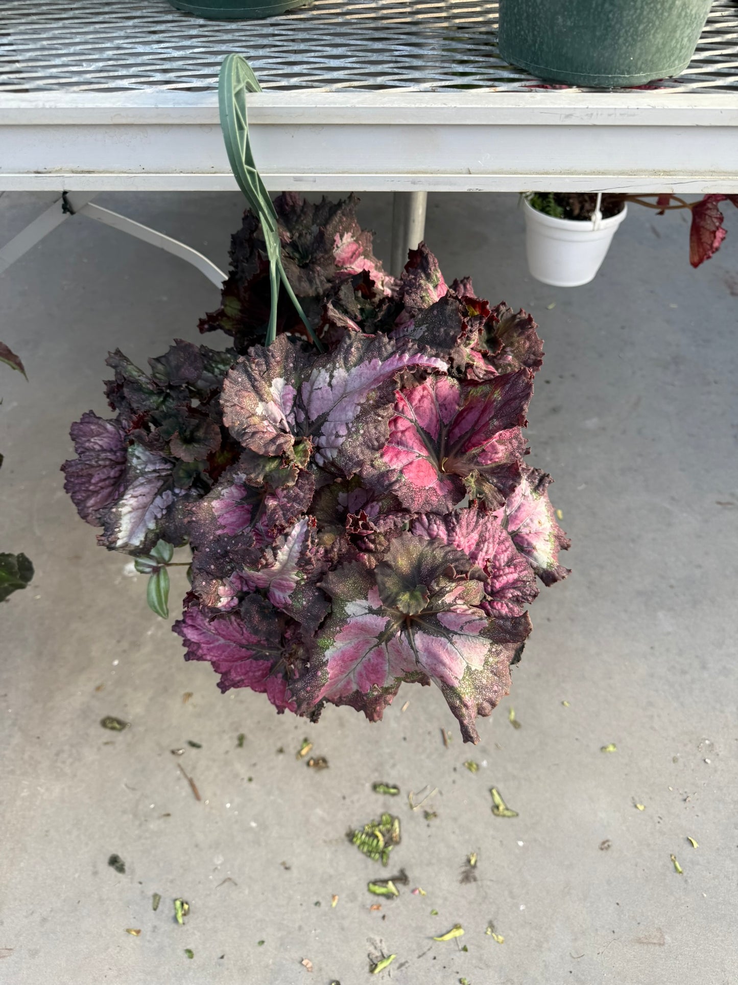 Tropicals Hanging Basket Bundle