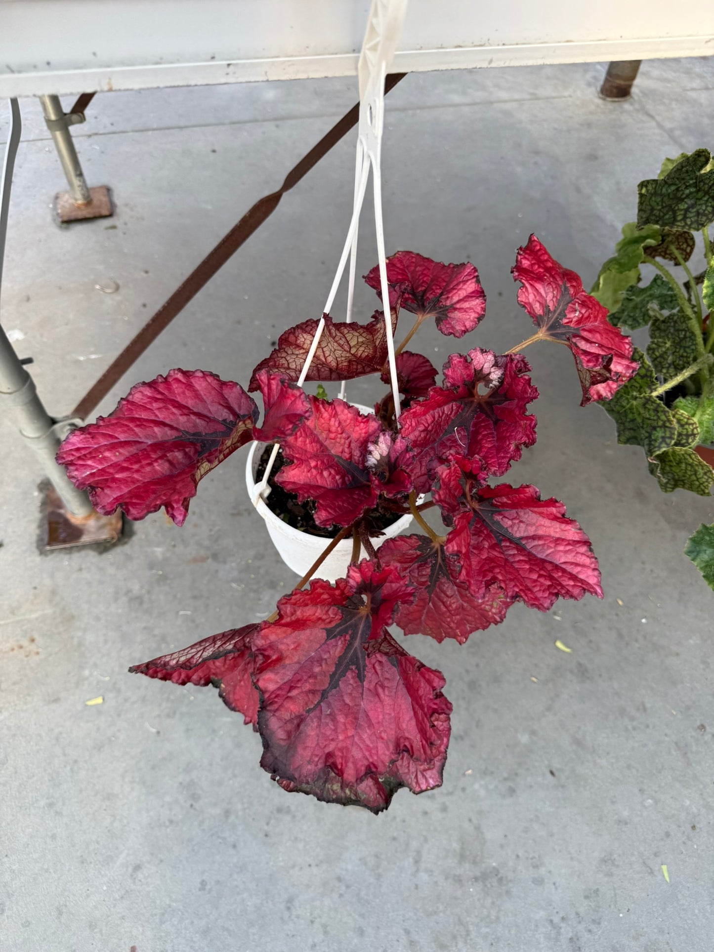 Tropicals Hanging Basket Bundle