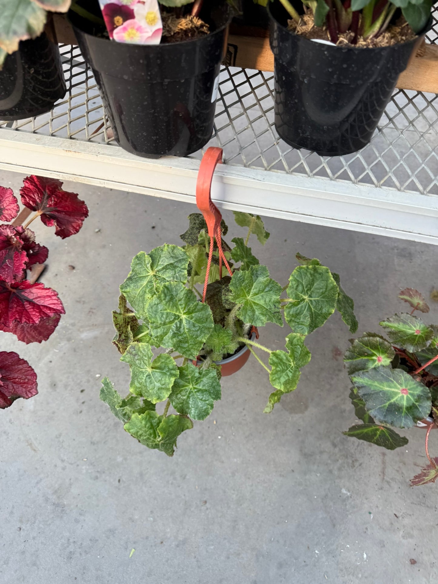 Tropicals Hanging Basket Bundle