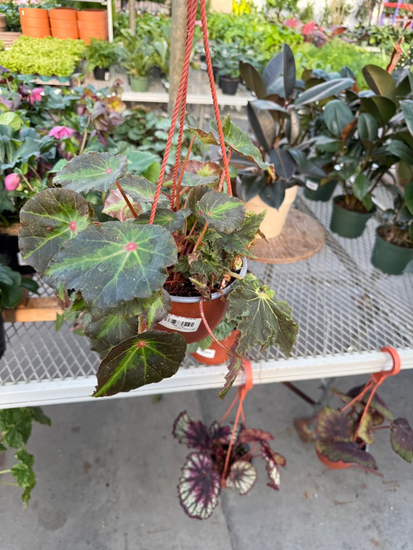 Tropicals Hanging Basket Bundle