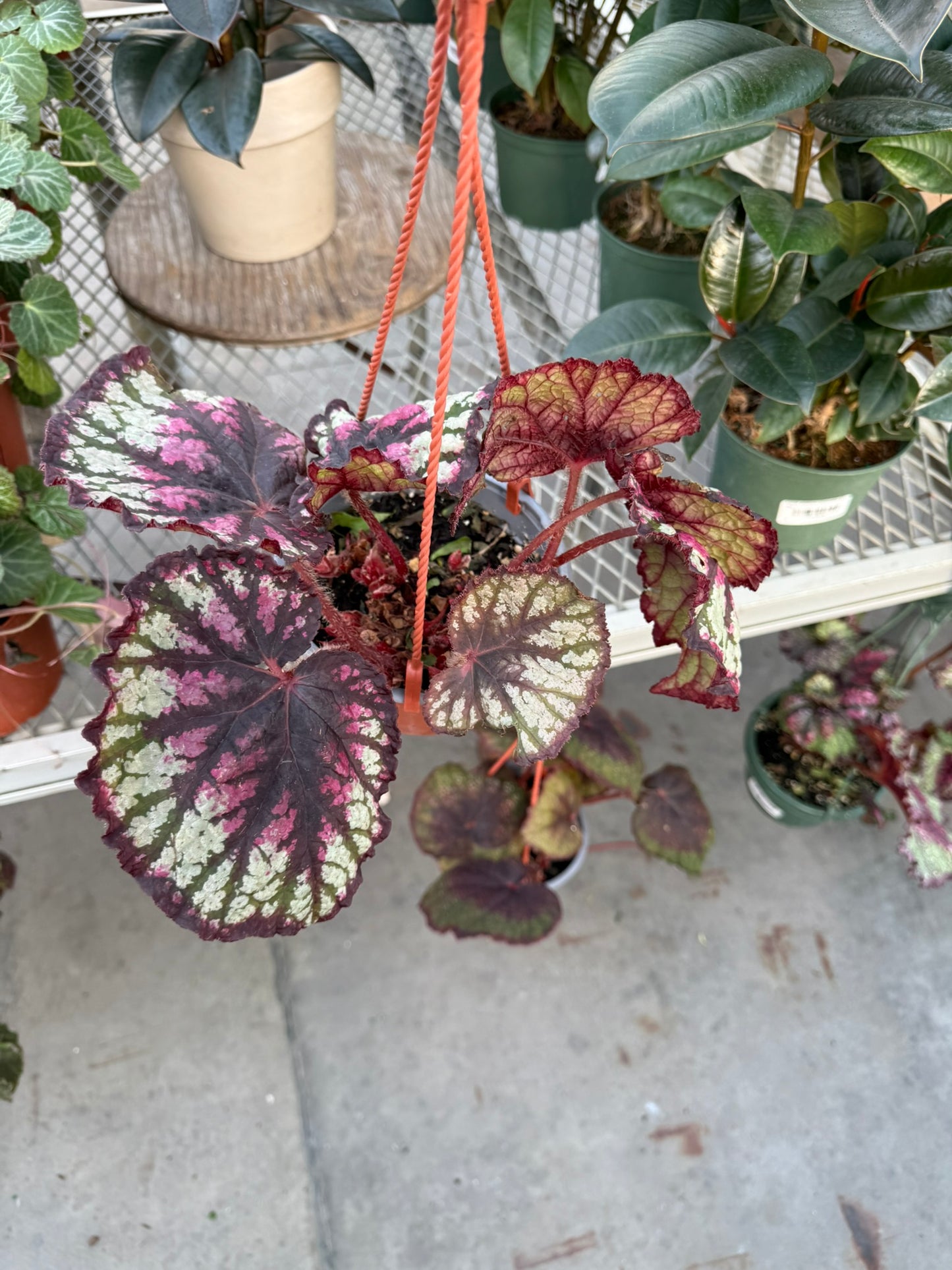 Tropicals Hanging Basket Bundle