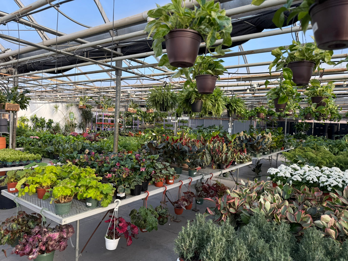 Tropicals Hanging Basket Bundle