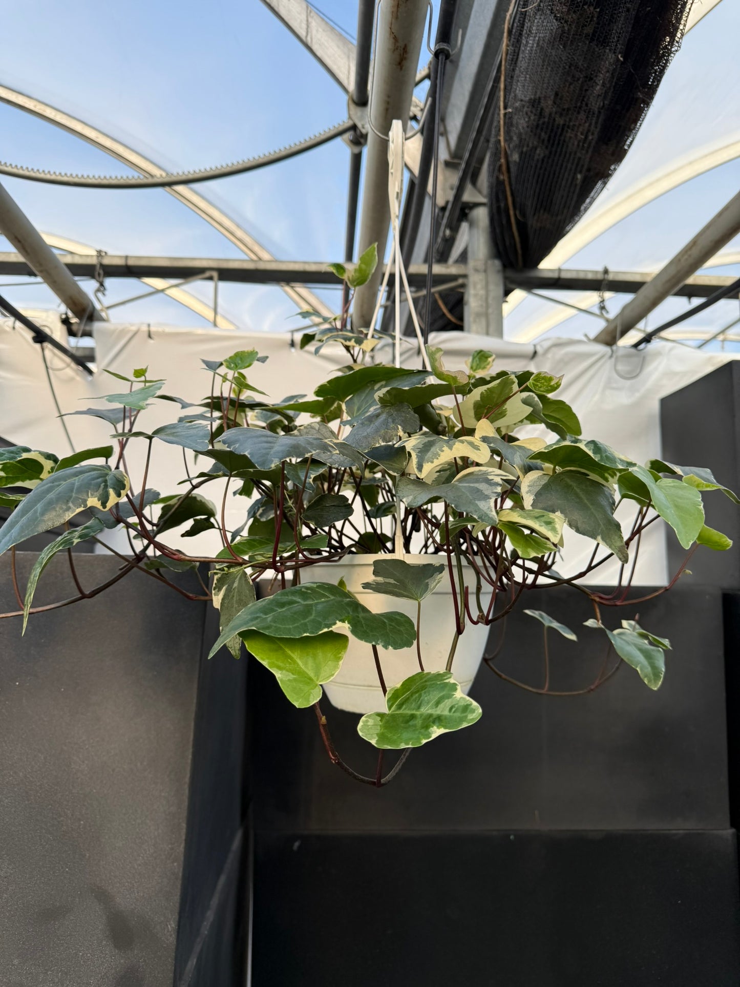 Tropicals Hanging Basket Bundle