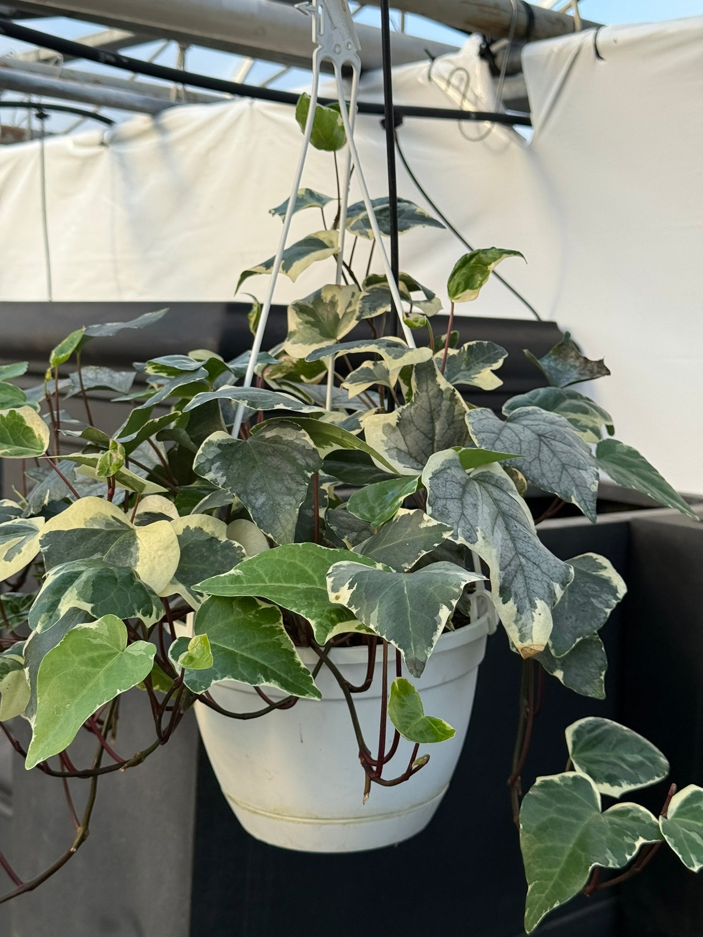 Tropicals Hanging Basket Bundle