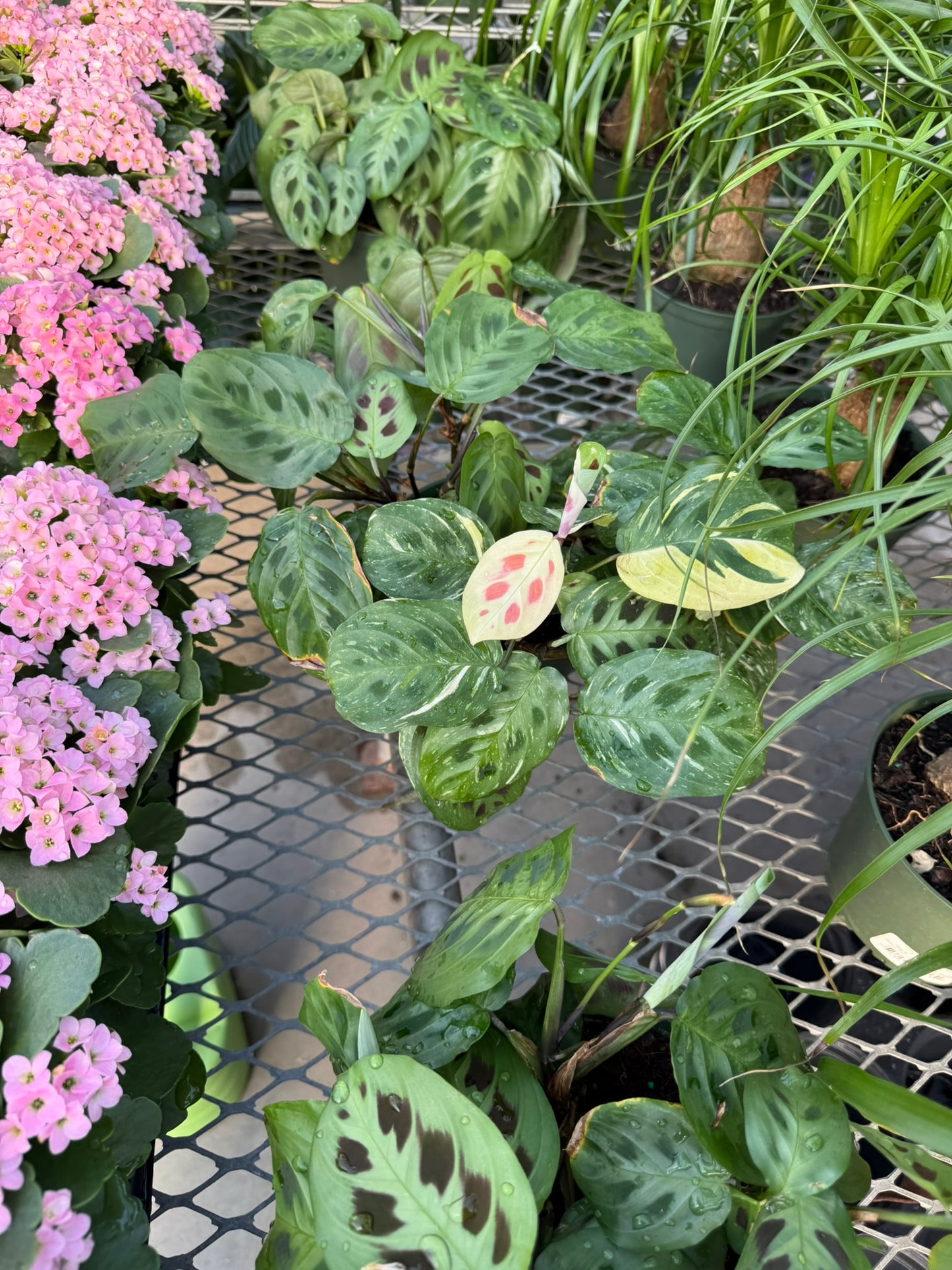 Calathea Small Pack Bundle