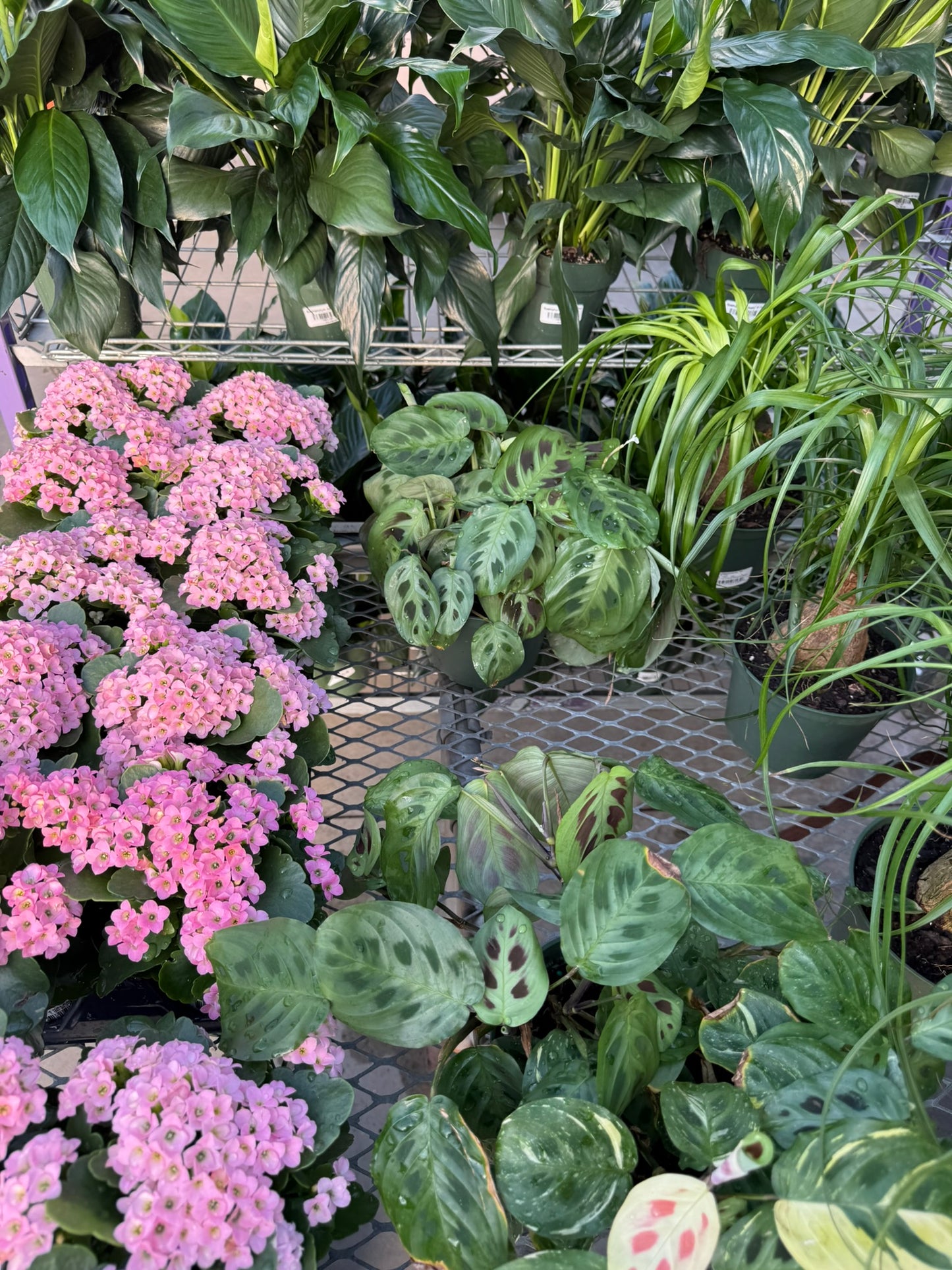 Calathea Small Pack Bundle