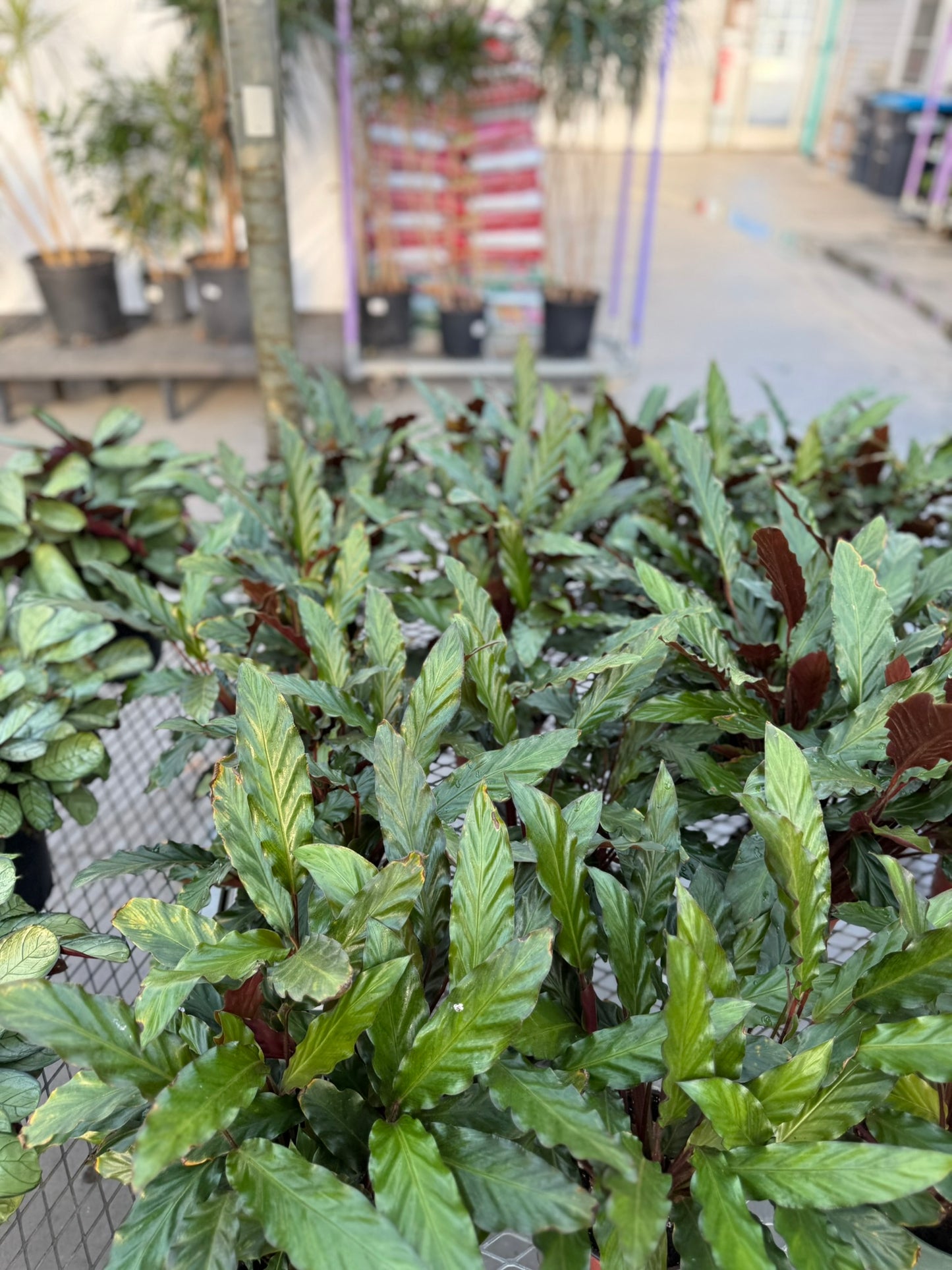 Velvet Prayer Plant Calathea rufibarba- Indoor Houseplant with Velvet Foliage, Easy Care, Pet Safe, Container Friendly, Bright Indirect Light, Moist Soil, High Humidity, Decorative Greenery 6" Pot