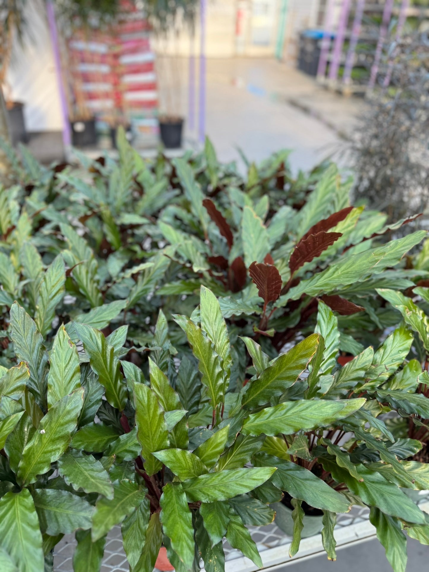 Velvet Prayer Plant Calathea rufibarba- Indoor Houseplant with Velvet Foliage, Easy Care, Pet Safe, Container Friendly, Bright Indirect Light, Moist Soil, High Humidity, Decorative Greenery 6" Pot