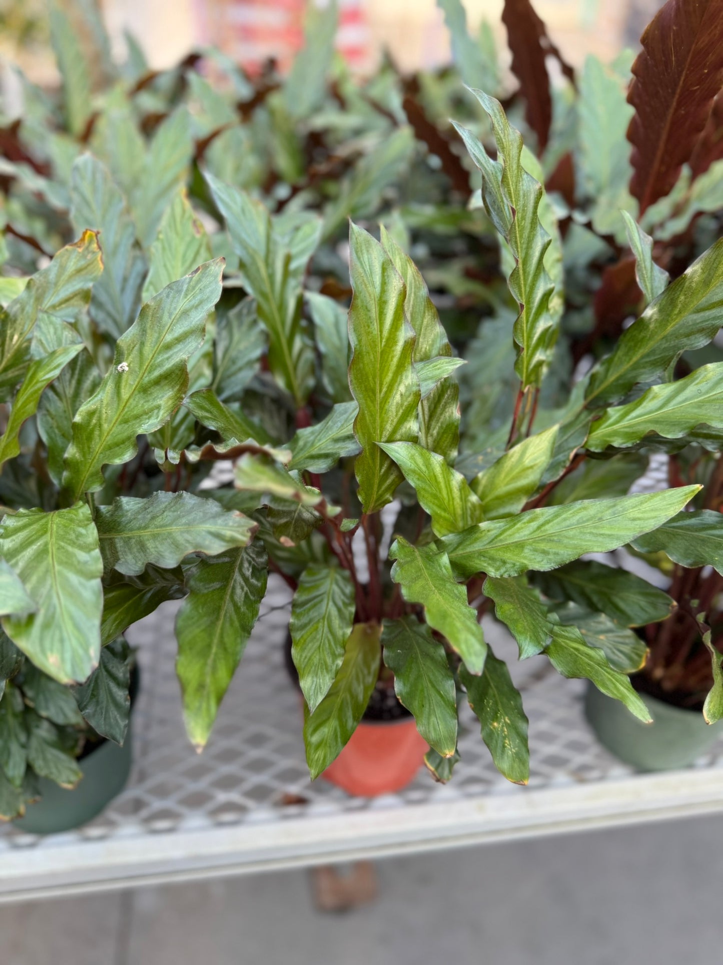 Velvet Prayer Plant Calathea rufibarba- Indoor Houseplant with Velvet Foliage, Easy Care, Pet Safe, Container Friendly, Bright Indirect Light, Moist Soil, High Humidity, Decorative Greenery 6" Pot