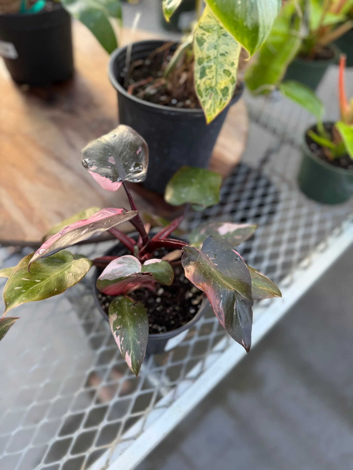 Philodendron Large Plant Bundle