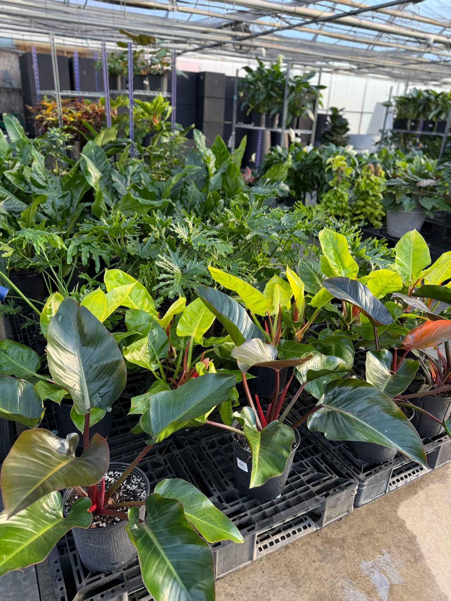 RedCrocus Rojo Congo Philodendron- Vibrant Indoor Tropical Plant, Pet Warning, Easy Care, Lush Green Foliage, Container & Garden Use 10" Pot
