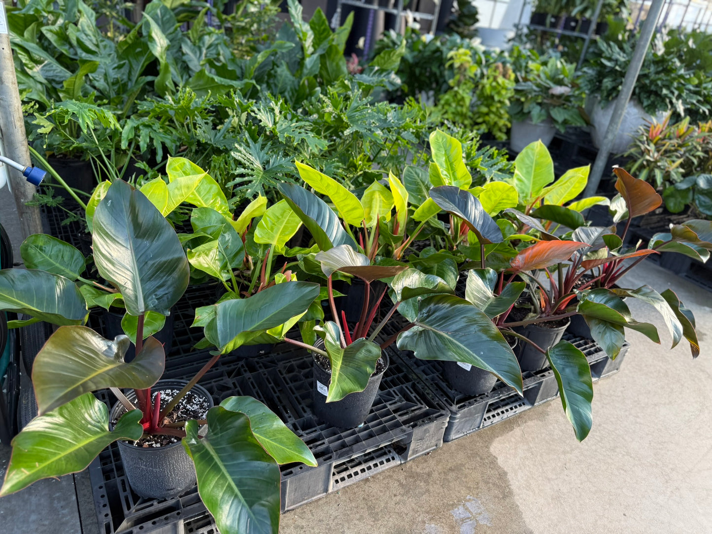 RedCrocus Rojo Congo Philodendron- Vibrant Indoor Tropical Plant, Pet Warning, Easy Care, Lush Green Foliage, Container & Garden Use 10" Pot