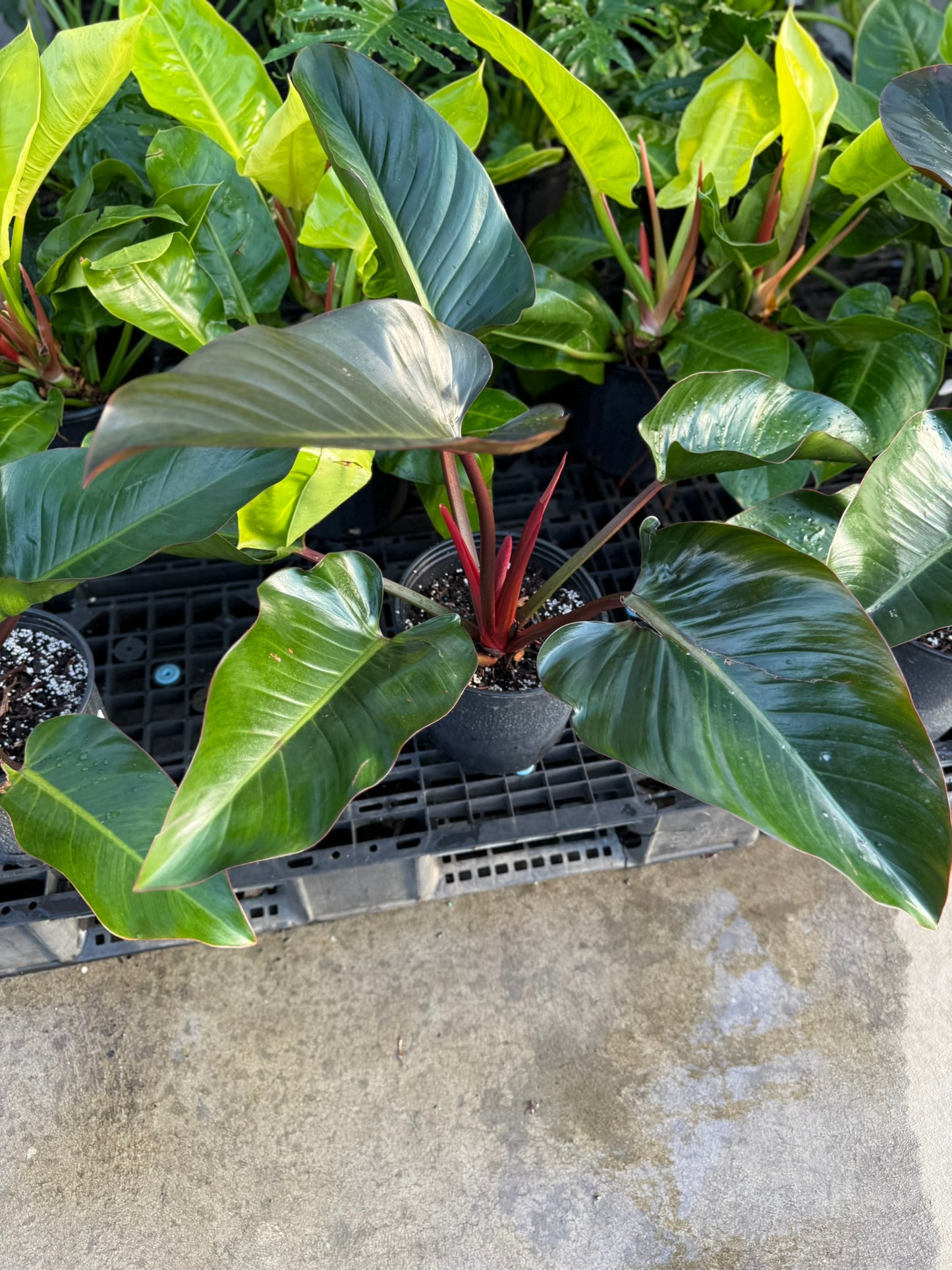 Philodendron Large Plant Bundle