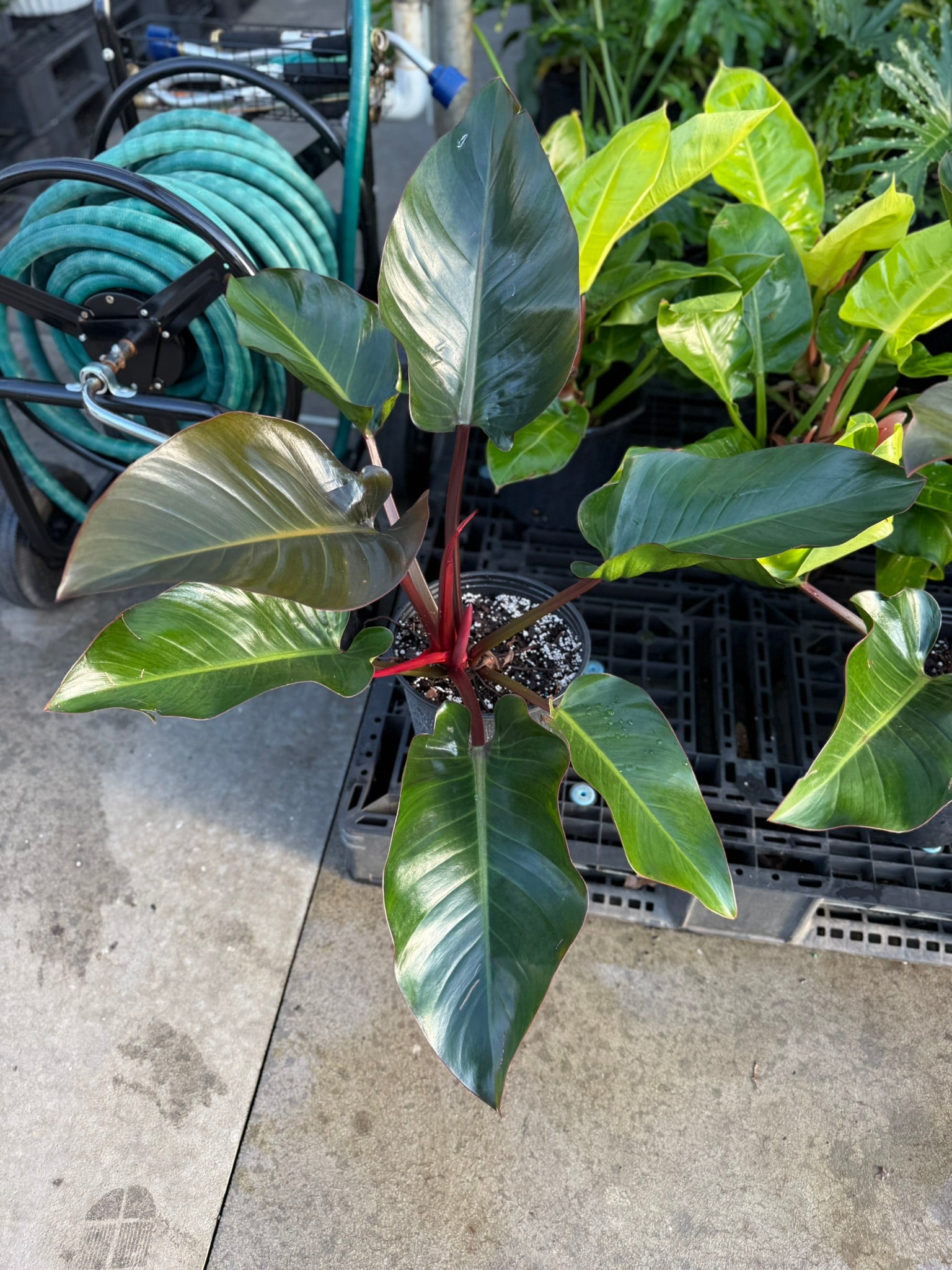 philodendron congo rojo cats Philodendron Congo Rojo - Live Plant in an 10 Inch Growers Pot - Philodendron Rojo Congo