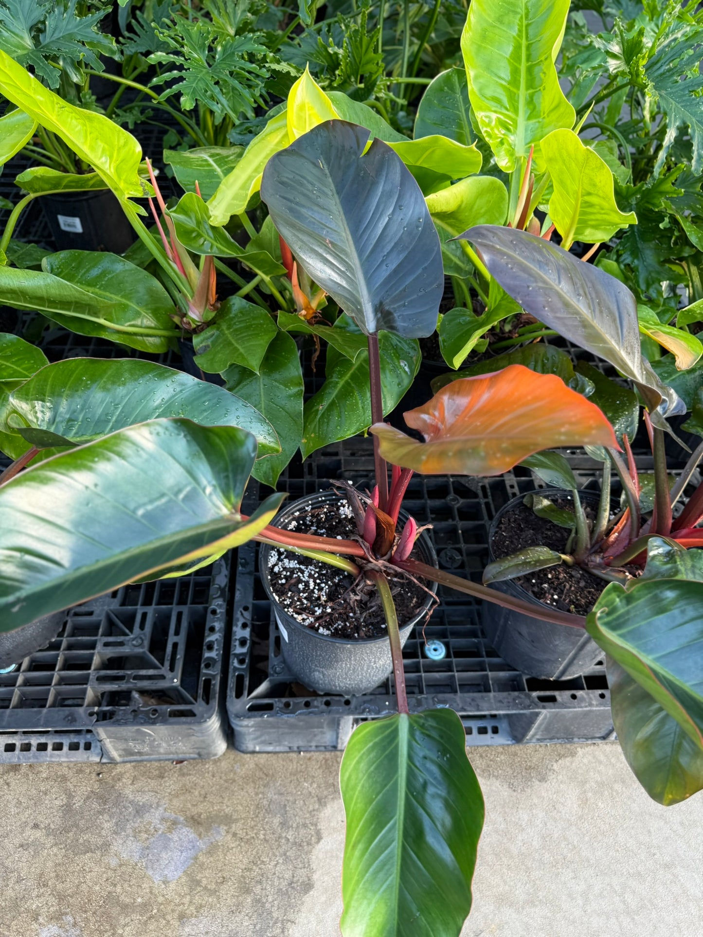 RedCrocus Rojo Congo Philodendron- Vibrant Indoor Tropical Plant, Pet Warning, Easy Care, Lush Green Foliage, Container & Garden Use 10" Pot