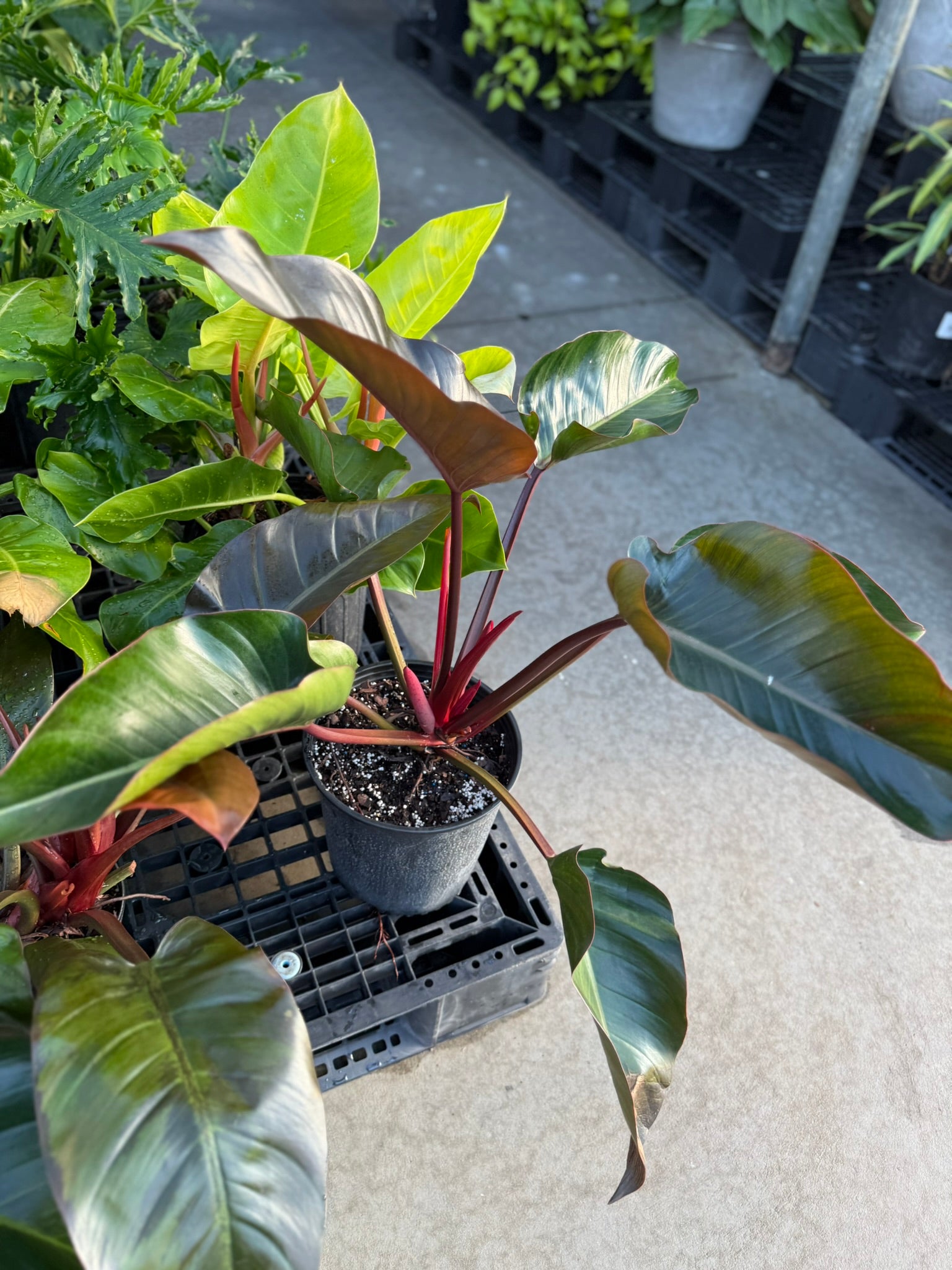 philodendron black congo Philodendron Congo Rojo - Live Plant in an 10 Inch Growers Pot - Philodendron Rojo Congo