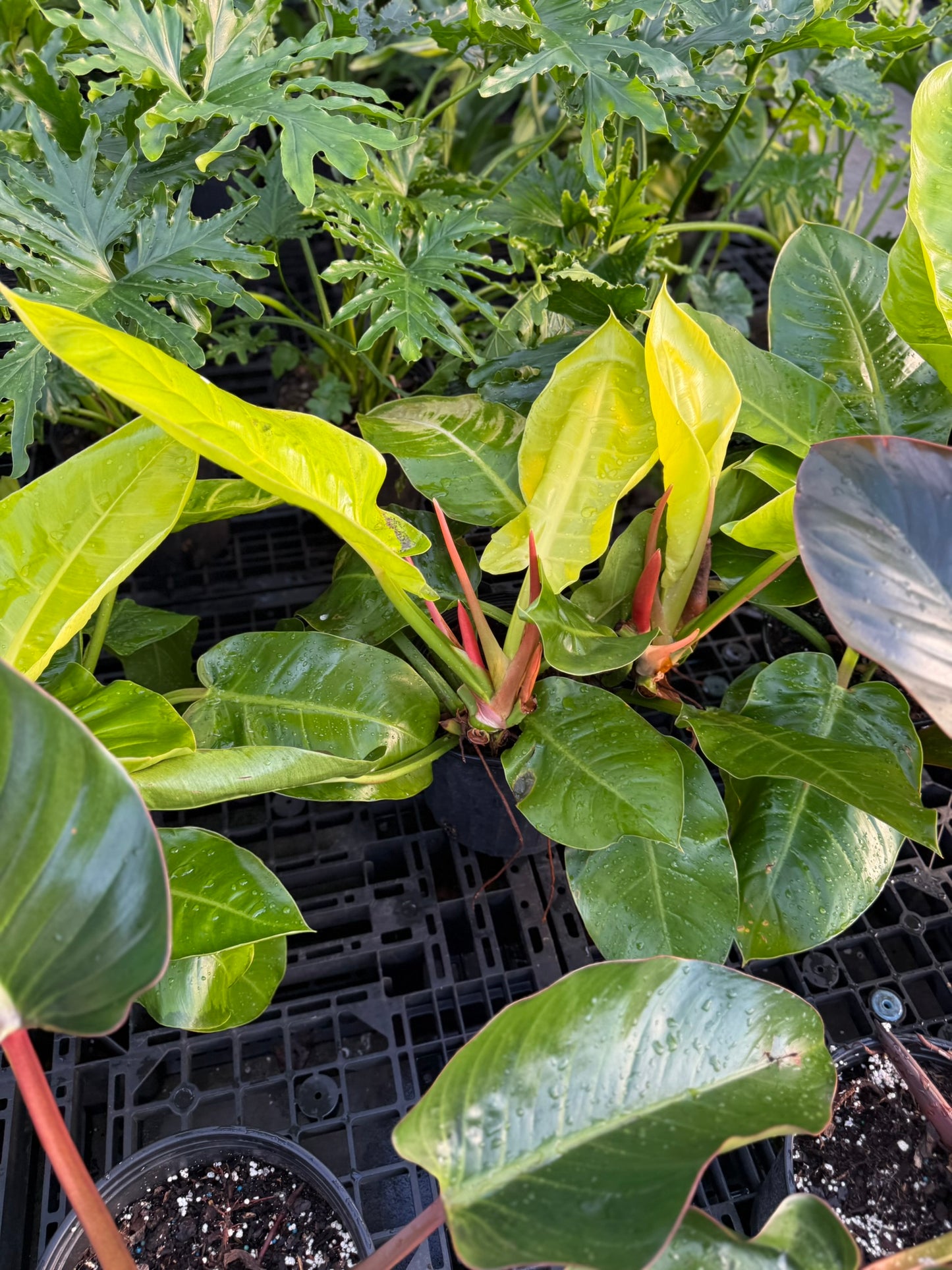 Philodendron Large Plant Bundle