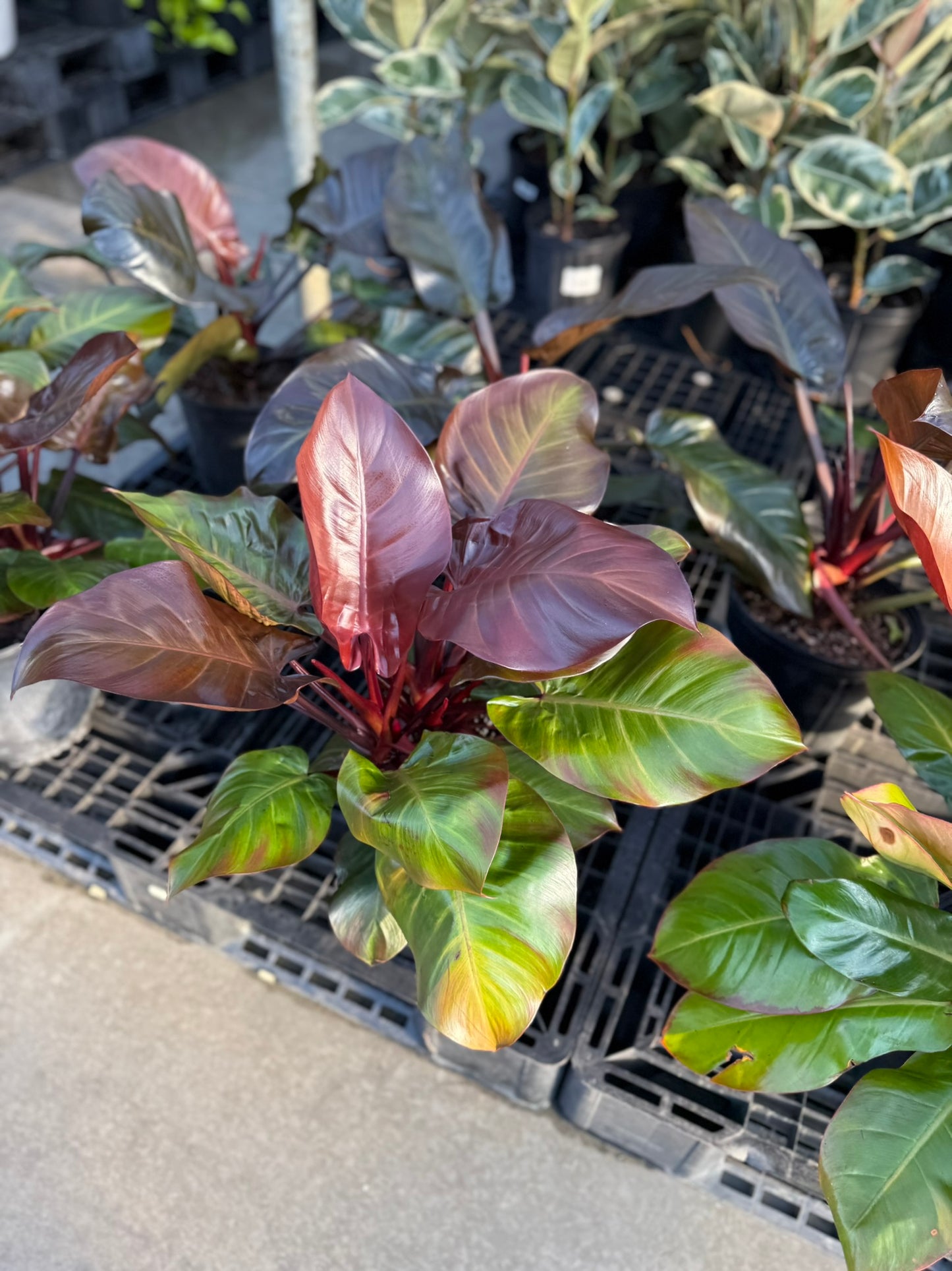 Philodendron Large Plant Bundle