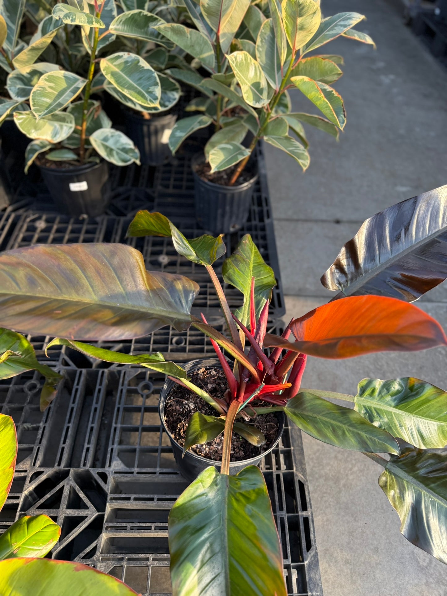Philodendron Large Plant Bundle
