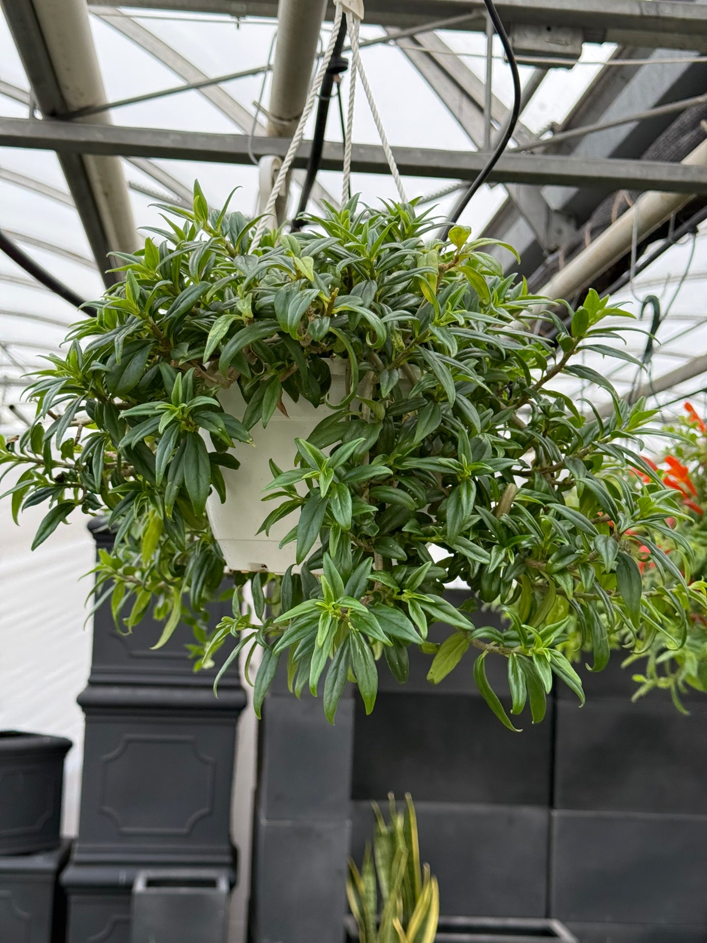 Tropicals Hanging Basket Bundle