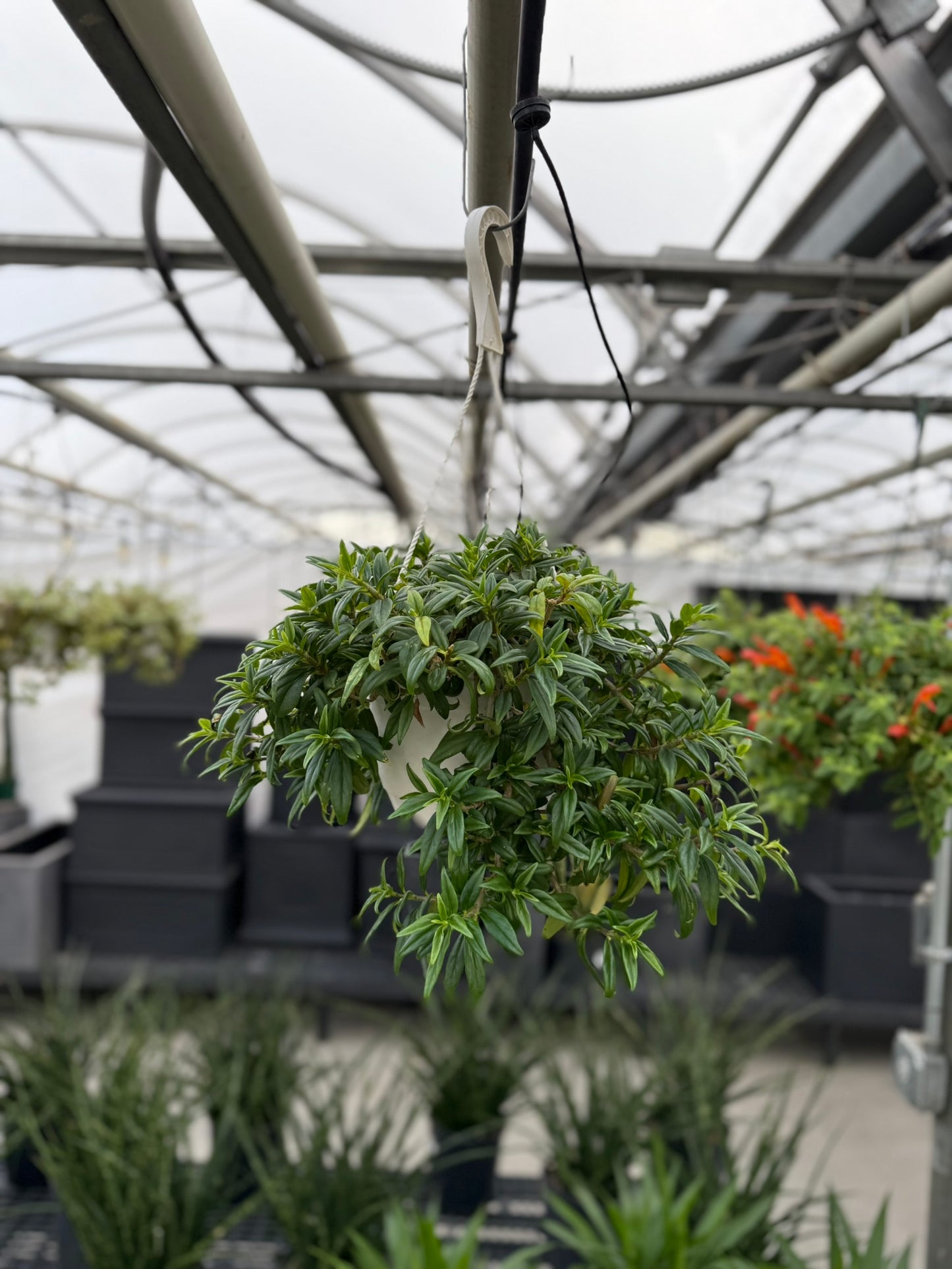 Tropicals Hanging Basket Bundle
