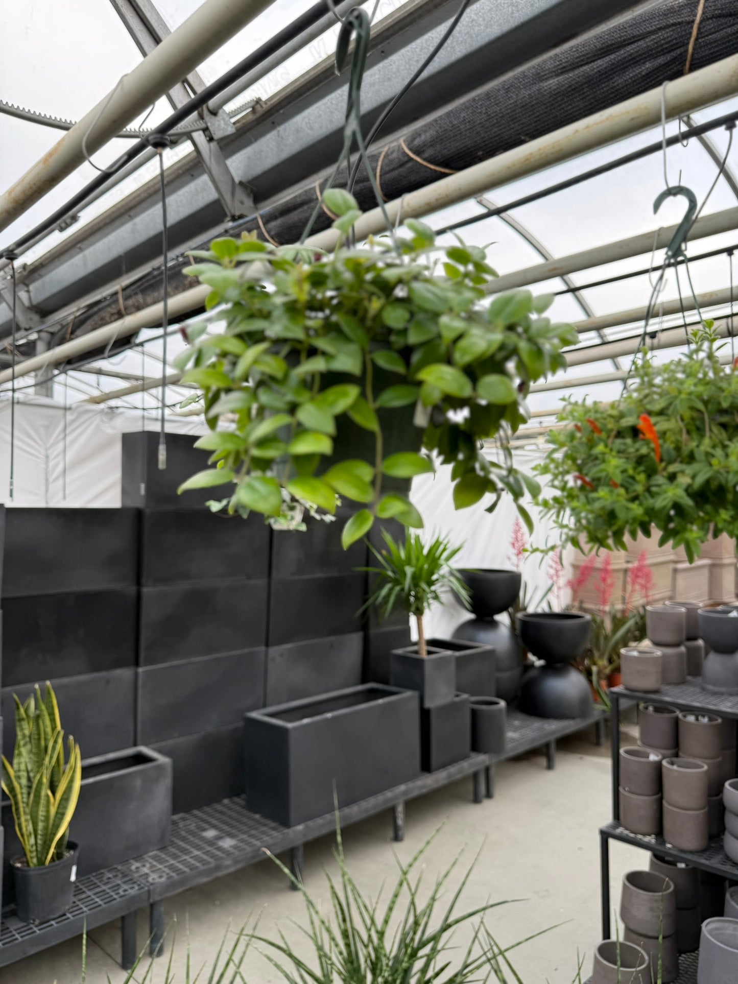 Tropicals Hanging Basket Bundle