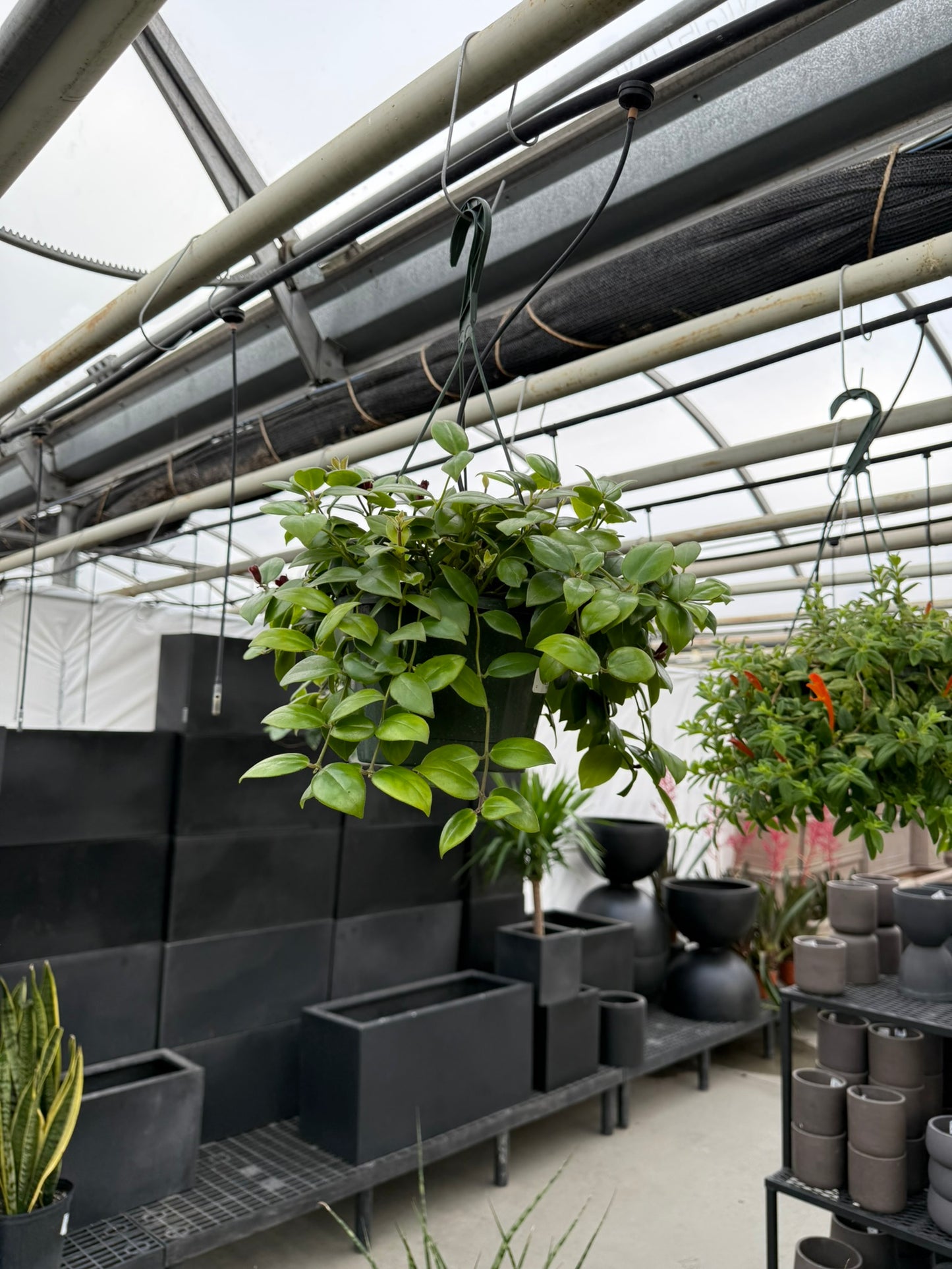 Tropicals Hanging Basket Bundle