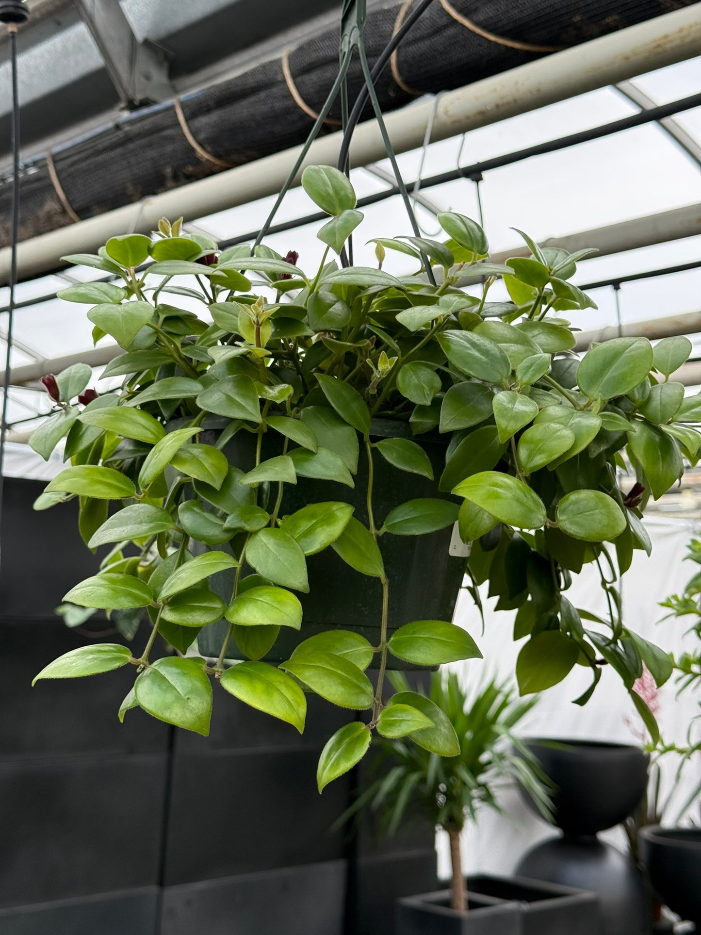 Tropicals Hanging Basket Bundle