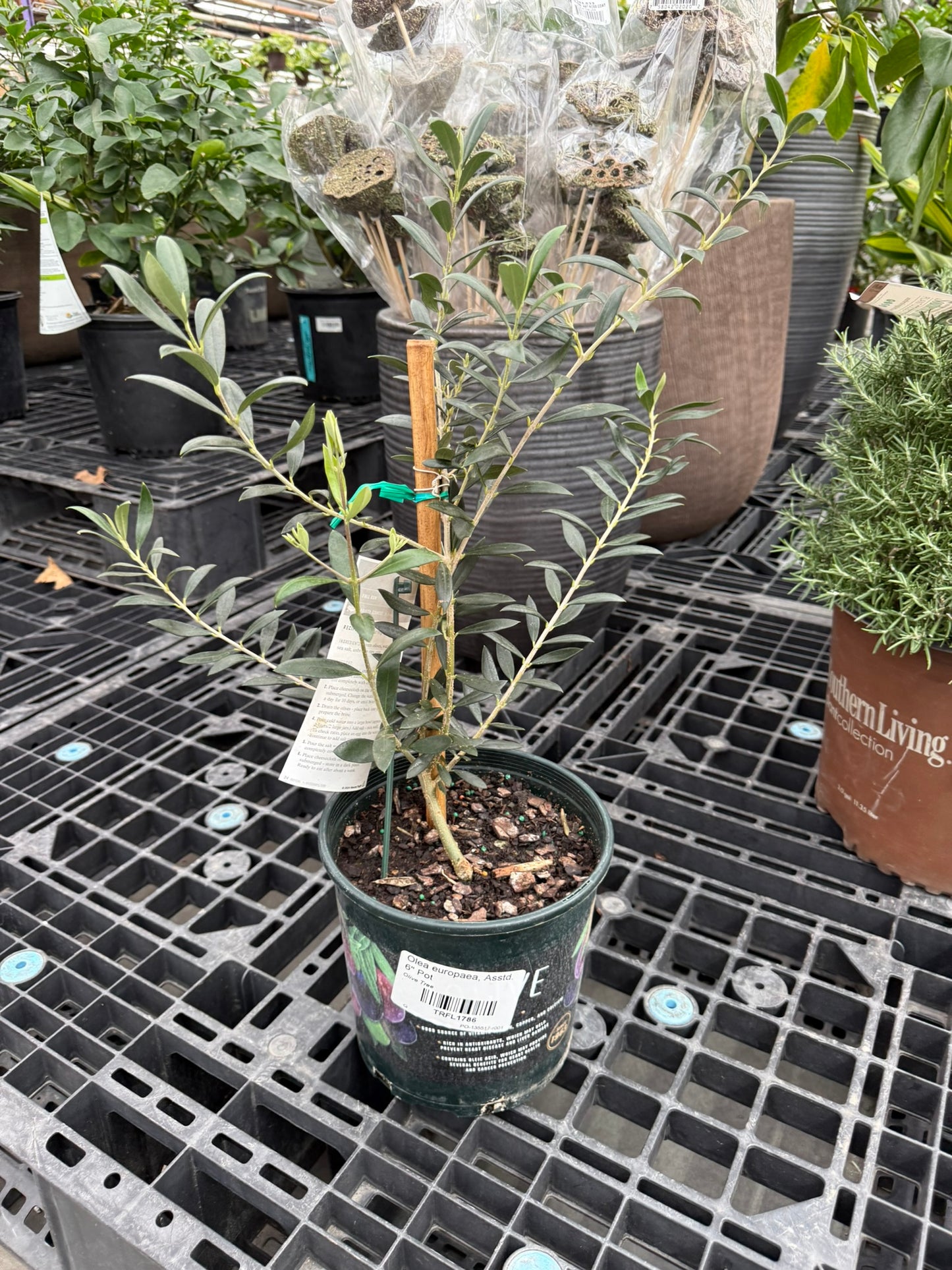 RedCrocus Olive Tree- Assorted Olea europaea for Edible Landscaping, Drought-Tolerant Garden, Patio Container, Mediterranean Aesthetic, Evergreen 6" Pot
