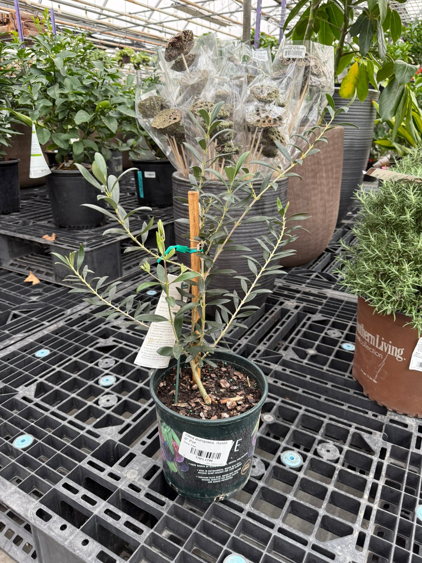 RedCrocus Olive Tree- Assorted Olea europaea for Edible Landscaping, Drought-Tolerant Garden, Patio Container, Mediterranean Aesthetic, Evergreen 6" Pot